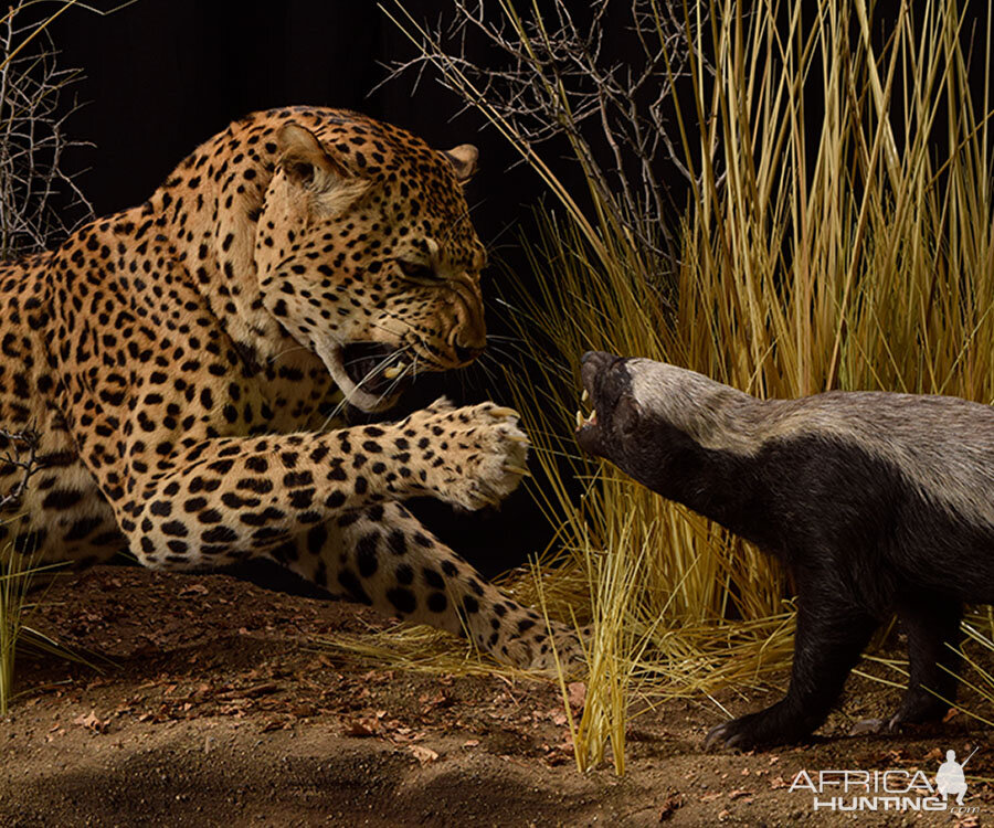 Leopard & Honey Badger Full Mount Taxidermy