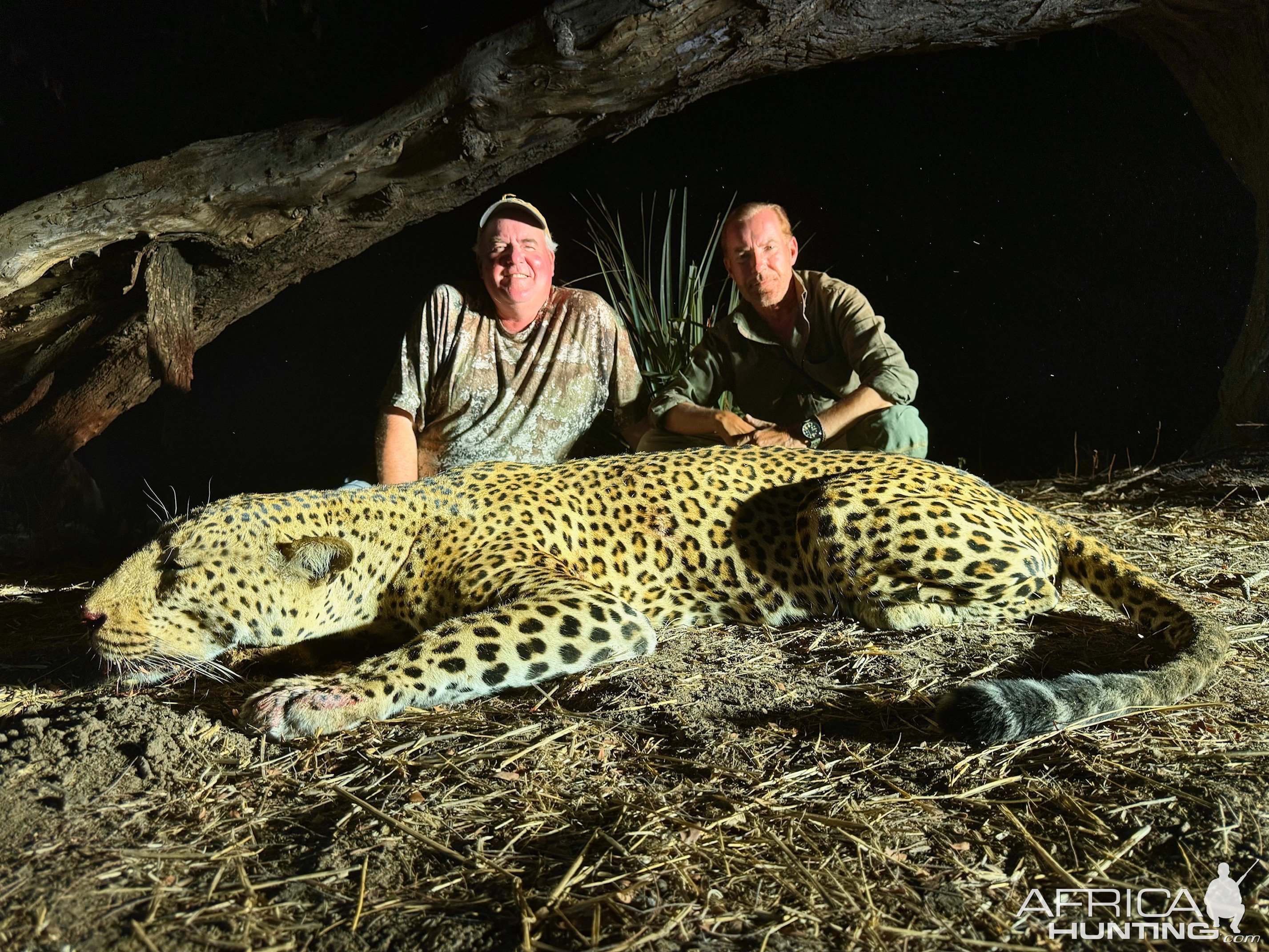 Leopard Hunt Luangwa Valley Zambia