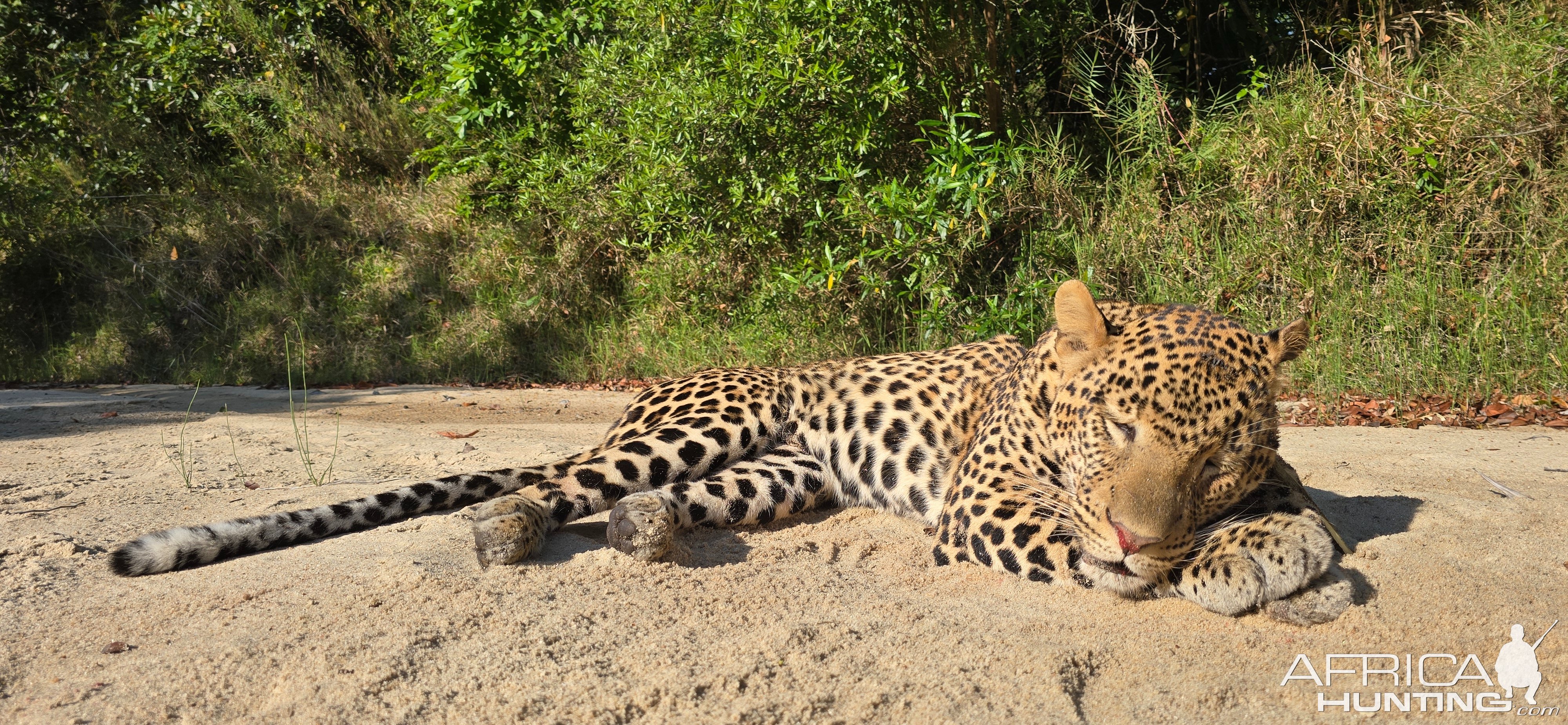 Leopard Hunt Mozambique