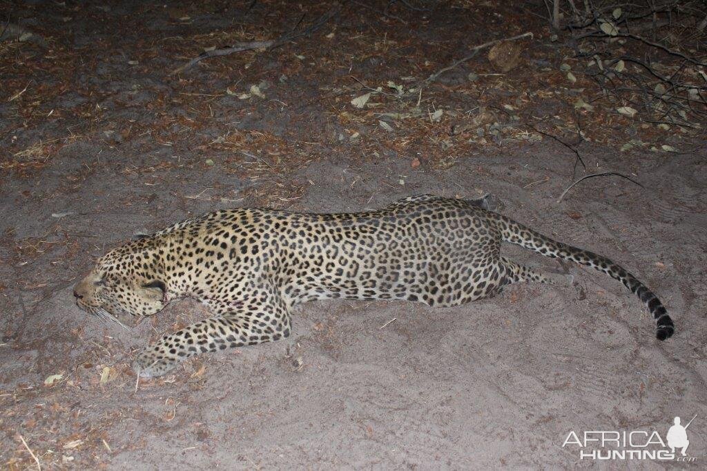 Leopard Hunt Nambia