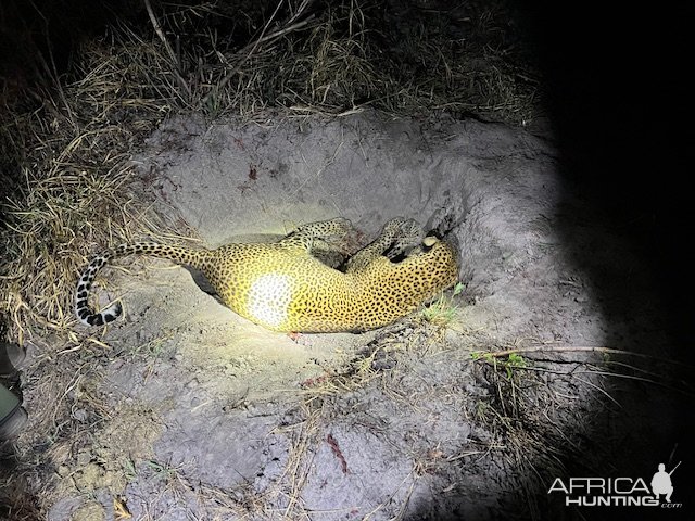 Leopard Hunt Tanzania