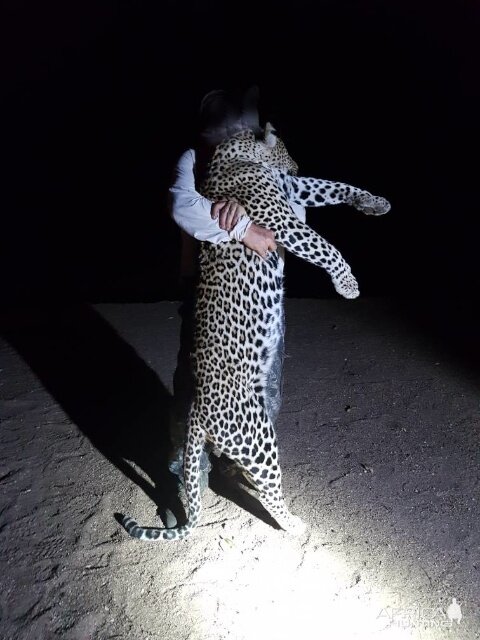 Leopard Hunt Tanzania