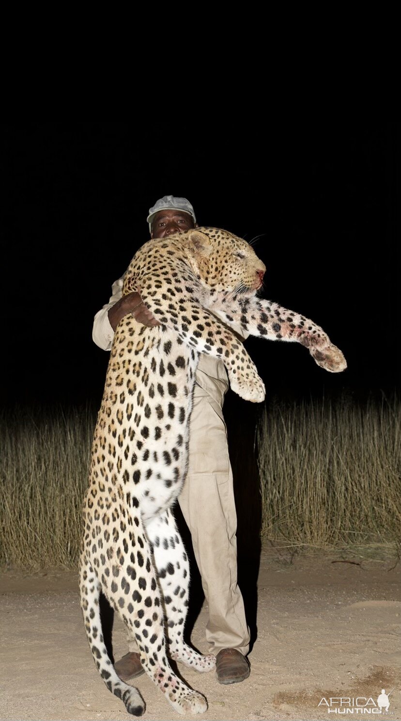 Leopard Hunt Windhoek Namibia