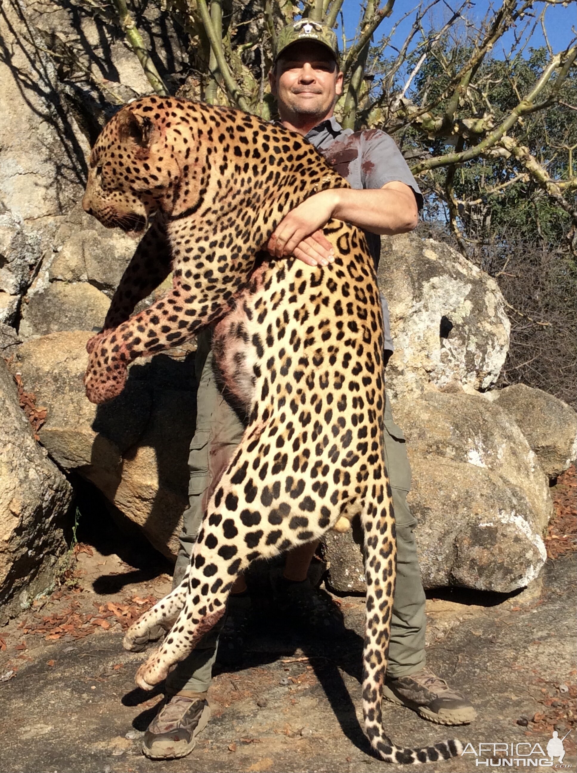 Leopard Hunt with hounds Zimbabwe