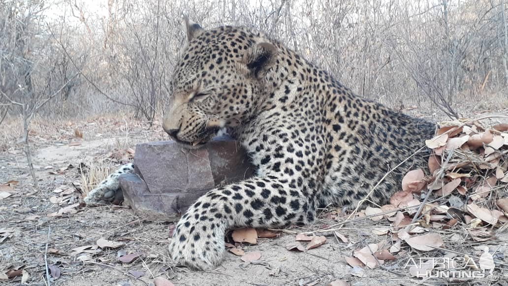 Leopard Hunt Zimbabwe