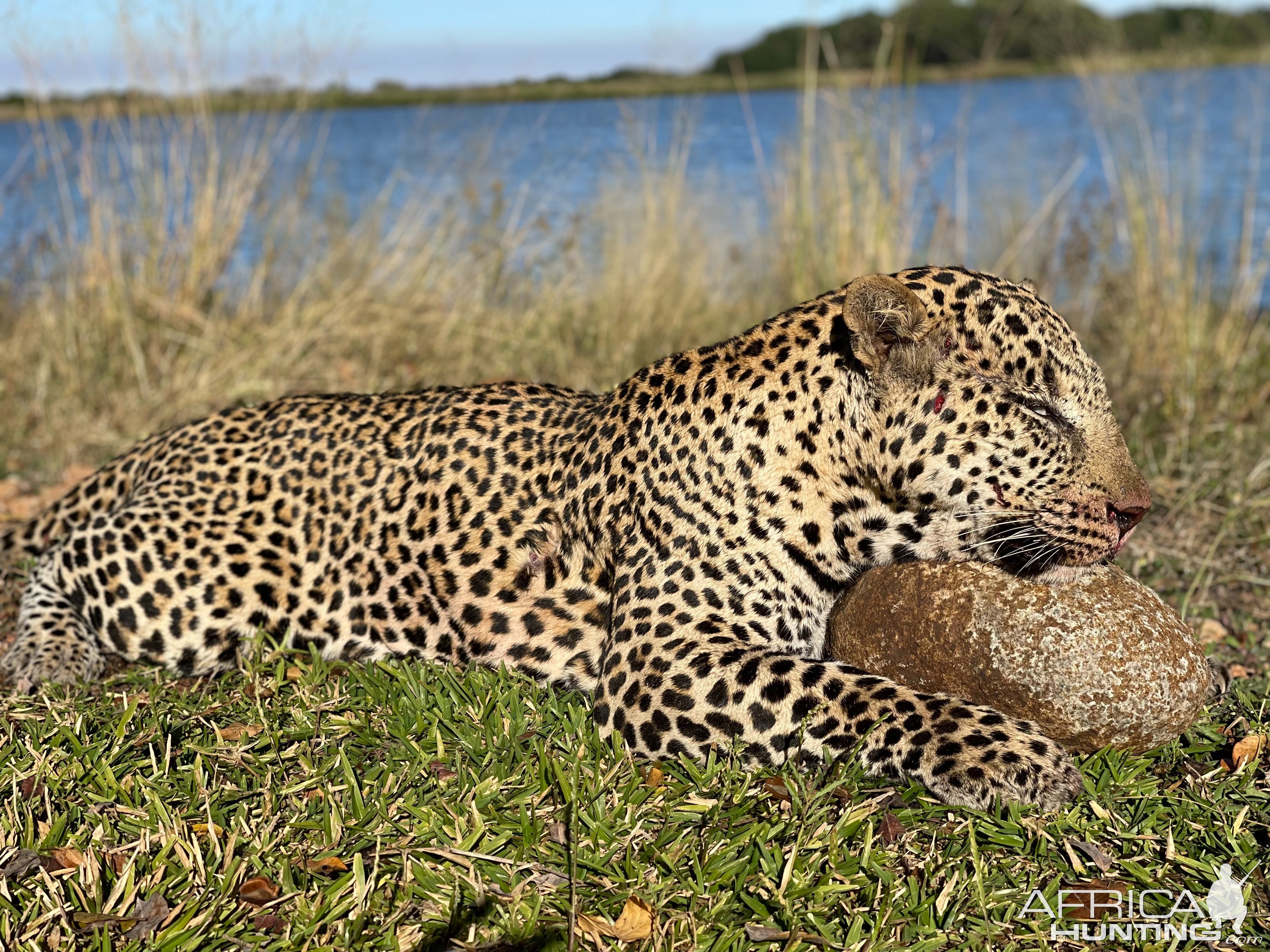 Leopard Hunt Zimbabwe