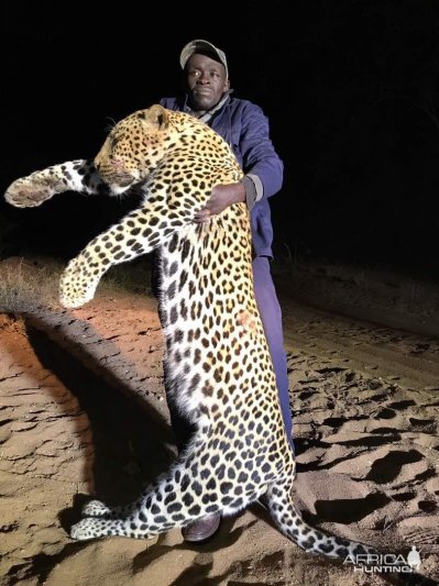 Leopard Hunt Zimbabwe