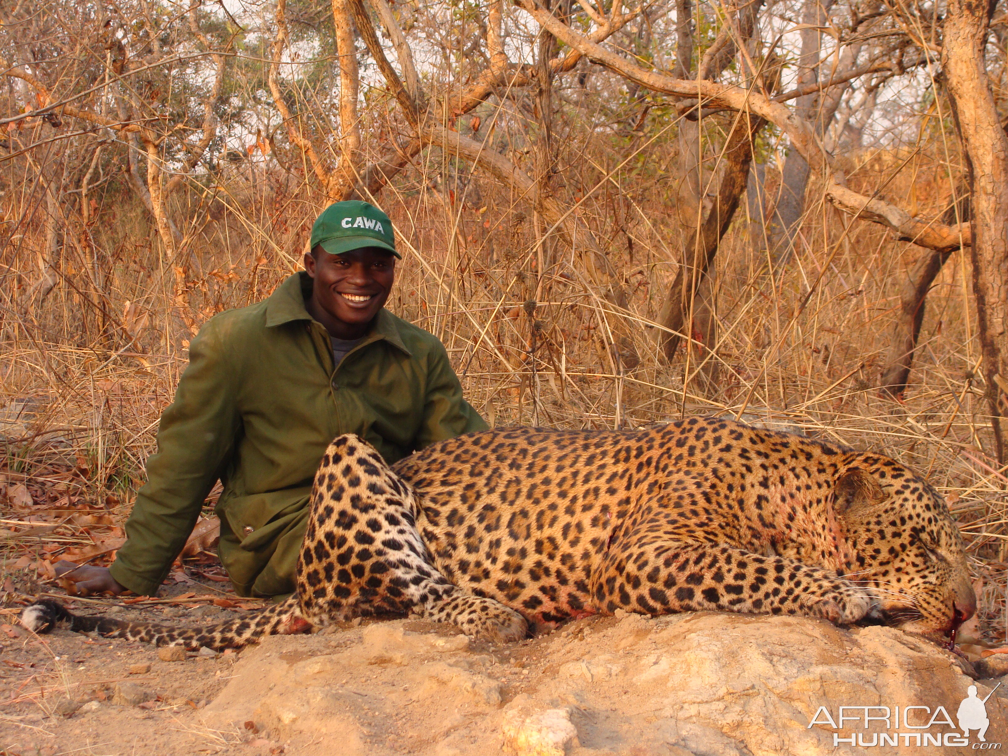 Leopard hunted in CAR with Central African Wildlife Adventures