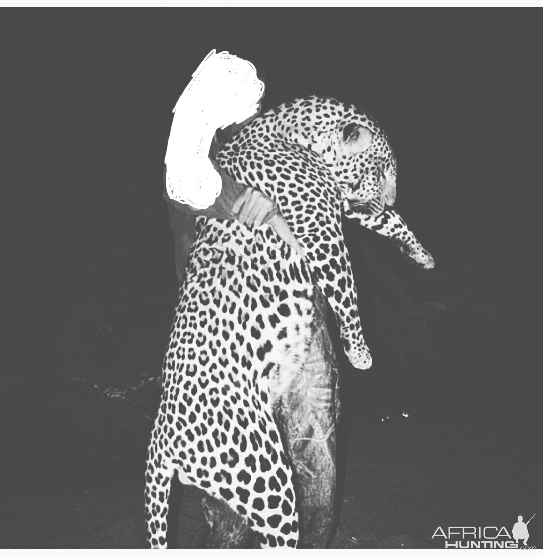 Leopard Hunting India | AfricaHunting.com