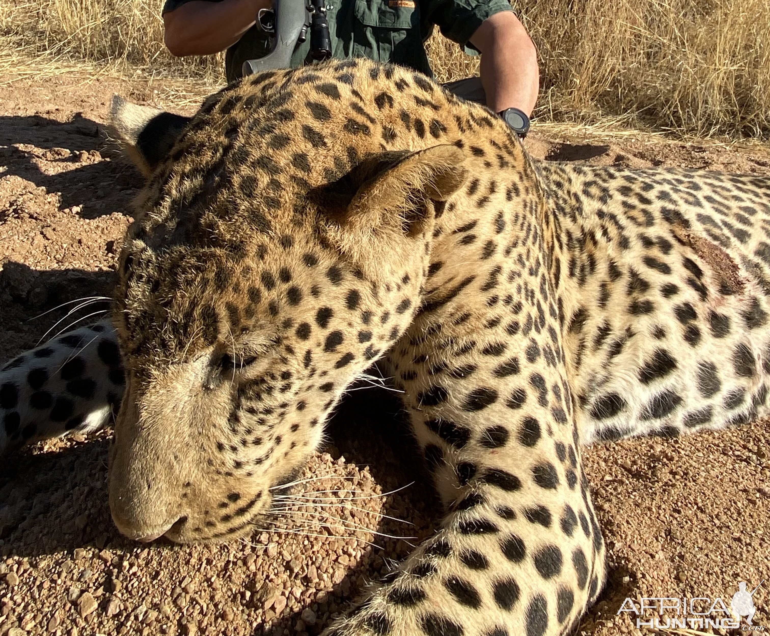 Leopard Hunting Namibia | AfricaHunting.com