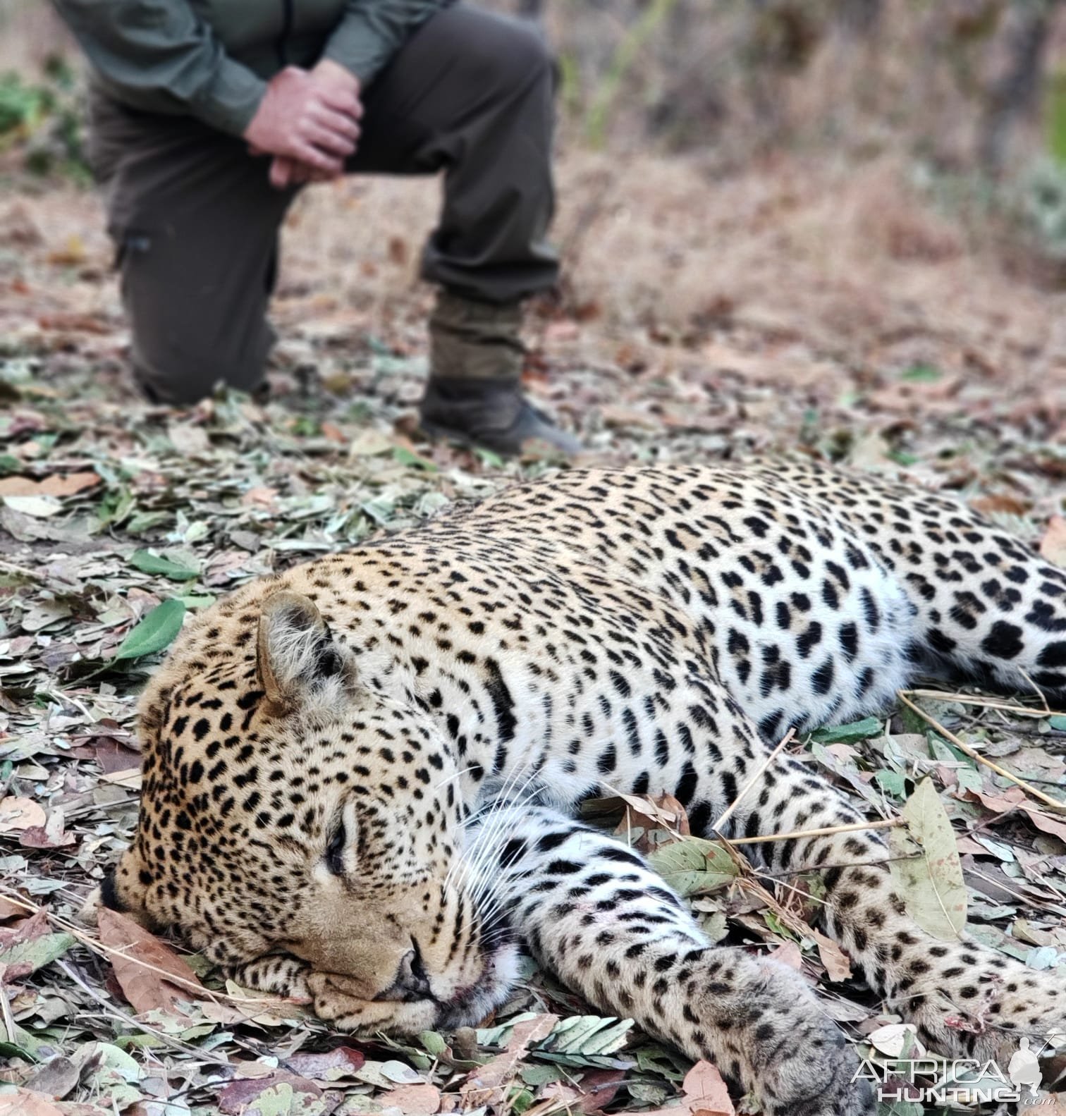 Leopard Hunting Tanzania | AfricaHunting.com