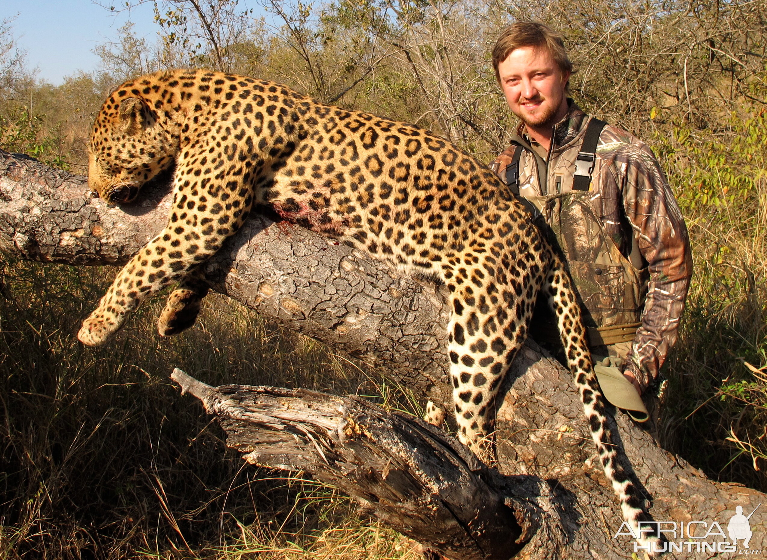 Leopard Hunting Tete Mozambique | AfricaHunting.com