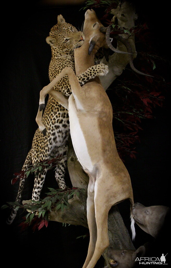 Leopard & Impala Full Mount Taxidermy