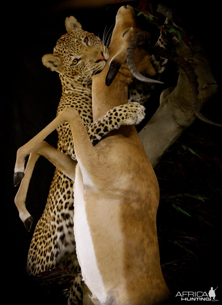 Leopard & Impala Full Mount Taxidermy