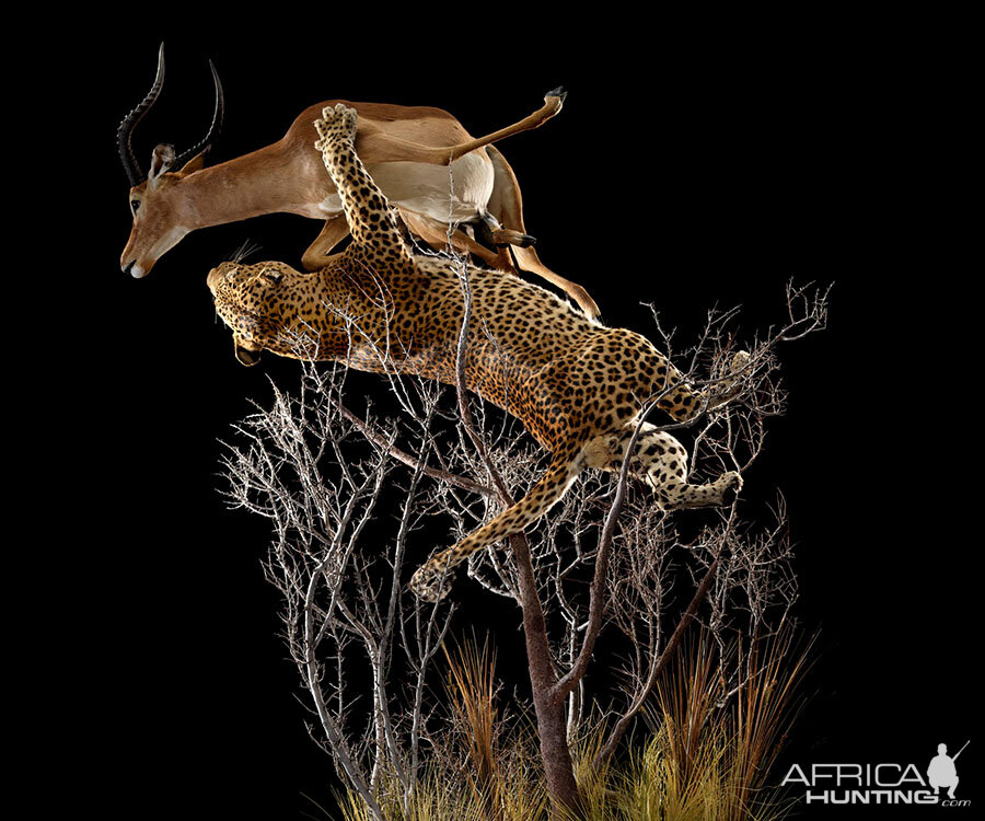 Leopard & Impala Full Mount Taxidermy