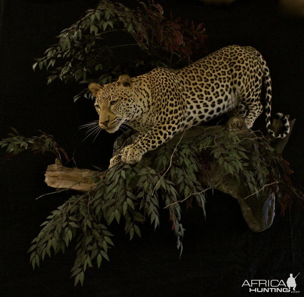 Leopard In A Branch Taxidermy