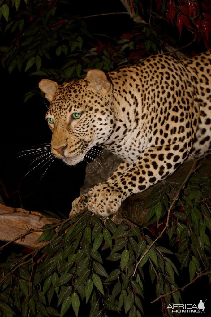 Leopard In A Branch Taxidermy