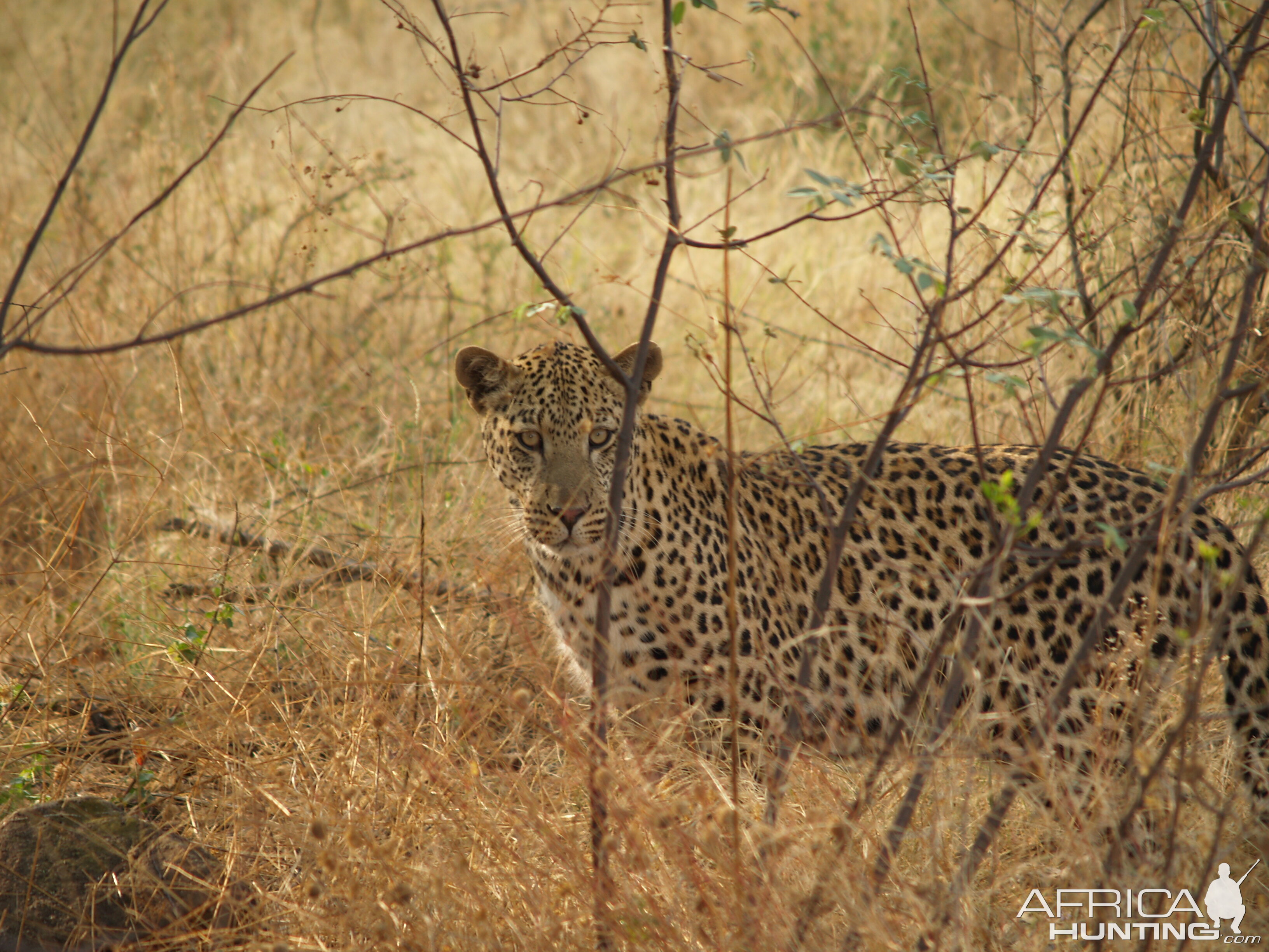 Leopard in Namibia