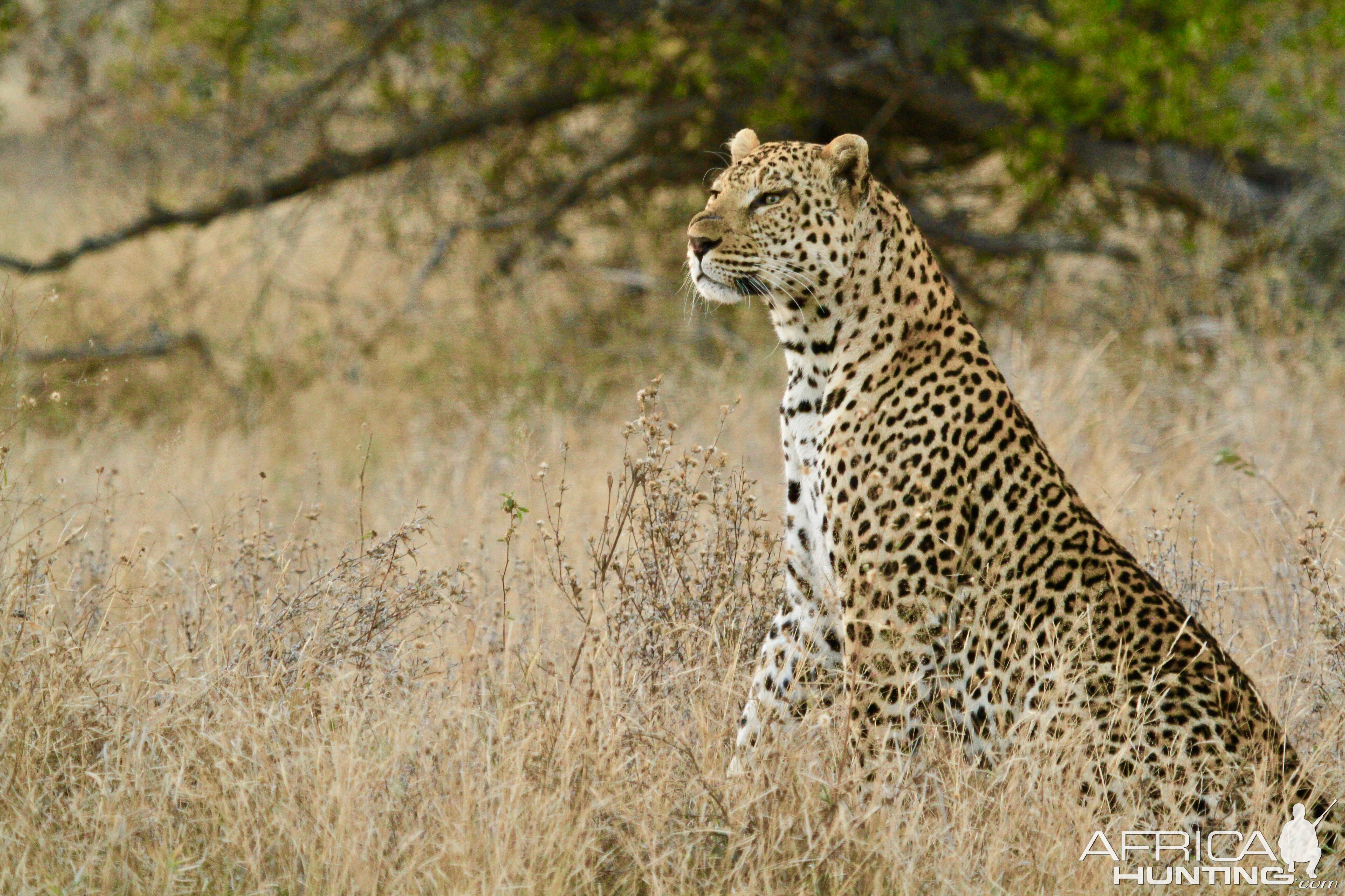 Leopard in South Africa