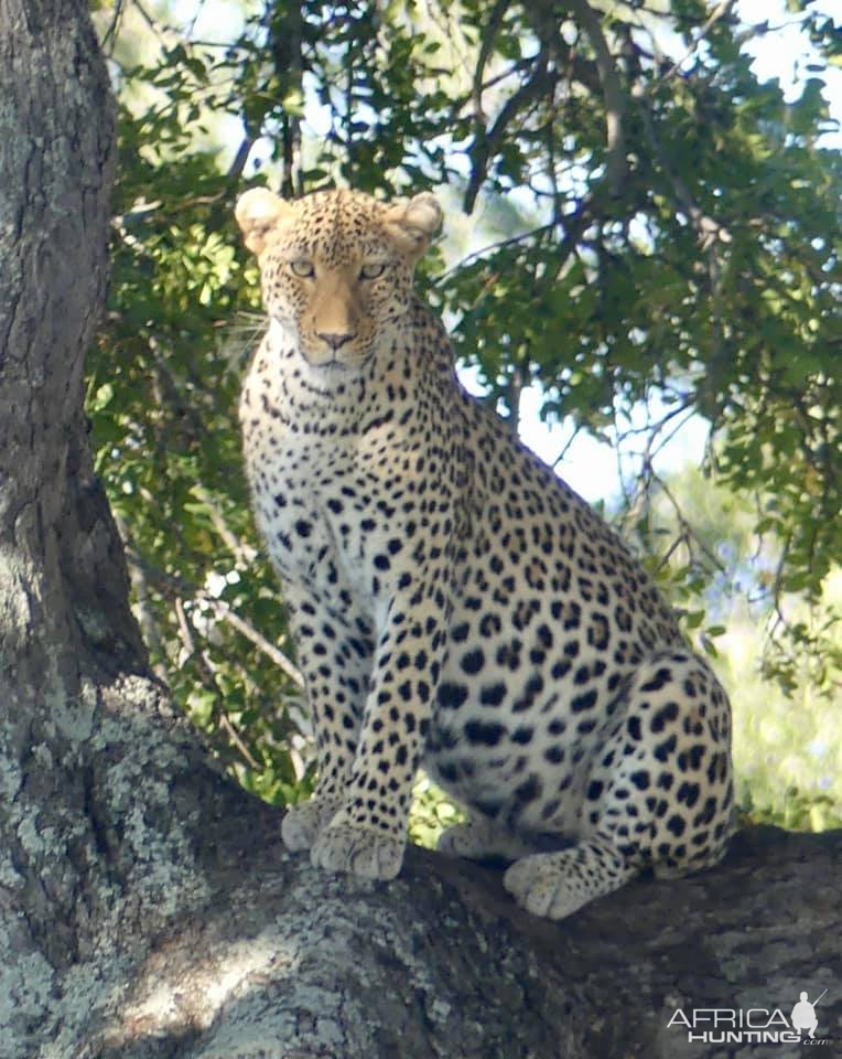 Leopard in the Kruger National Park South Africa