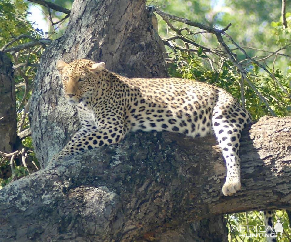 Leopard in the Kruger National Park South Africa