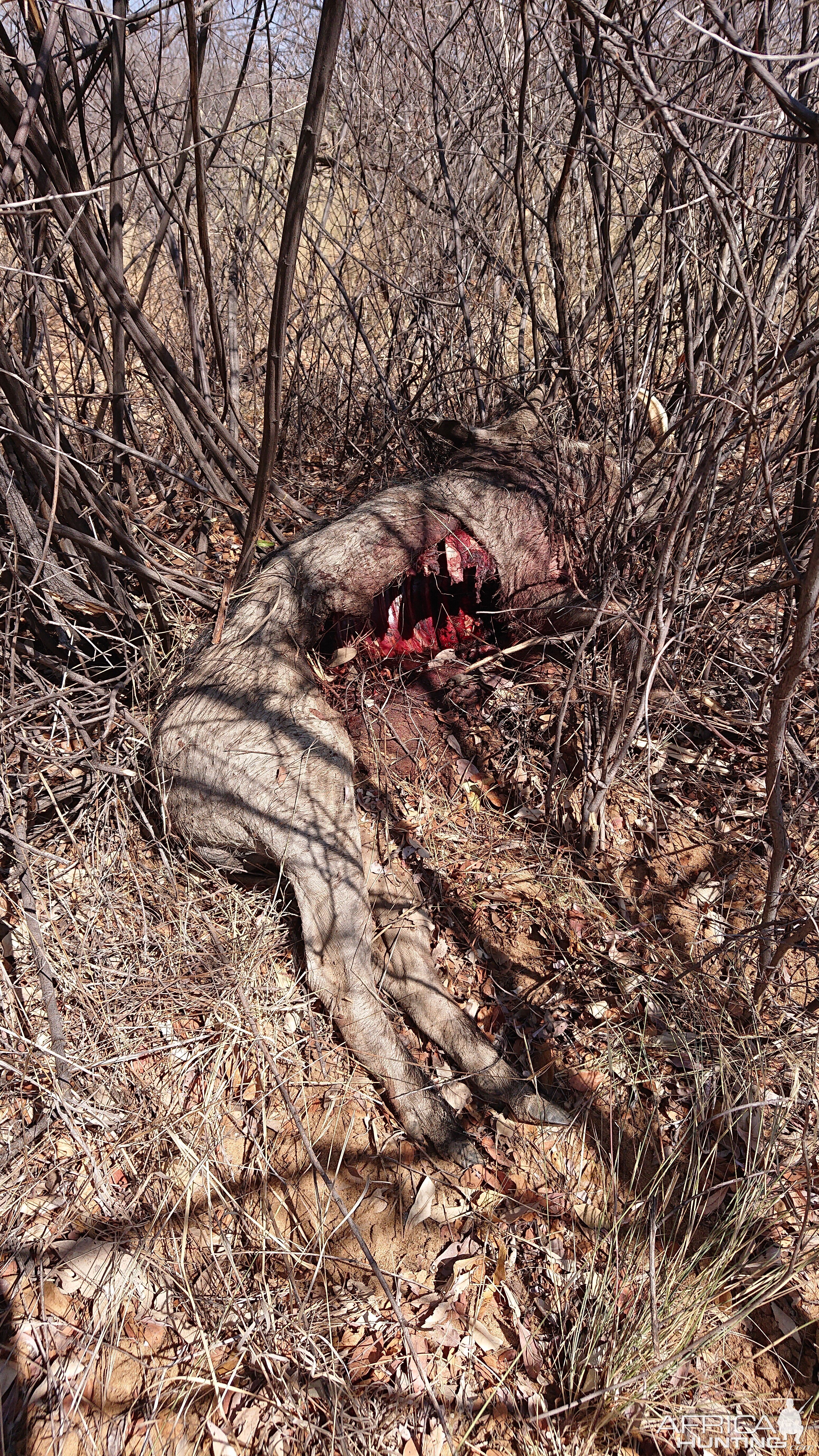 Leopard kill in the bush