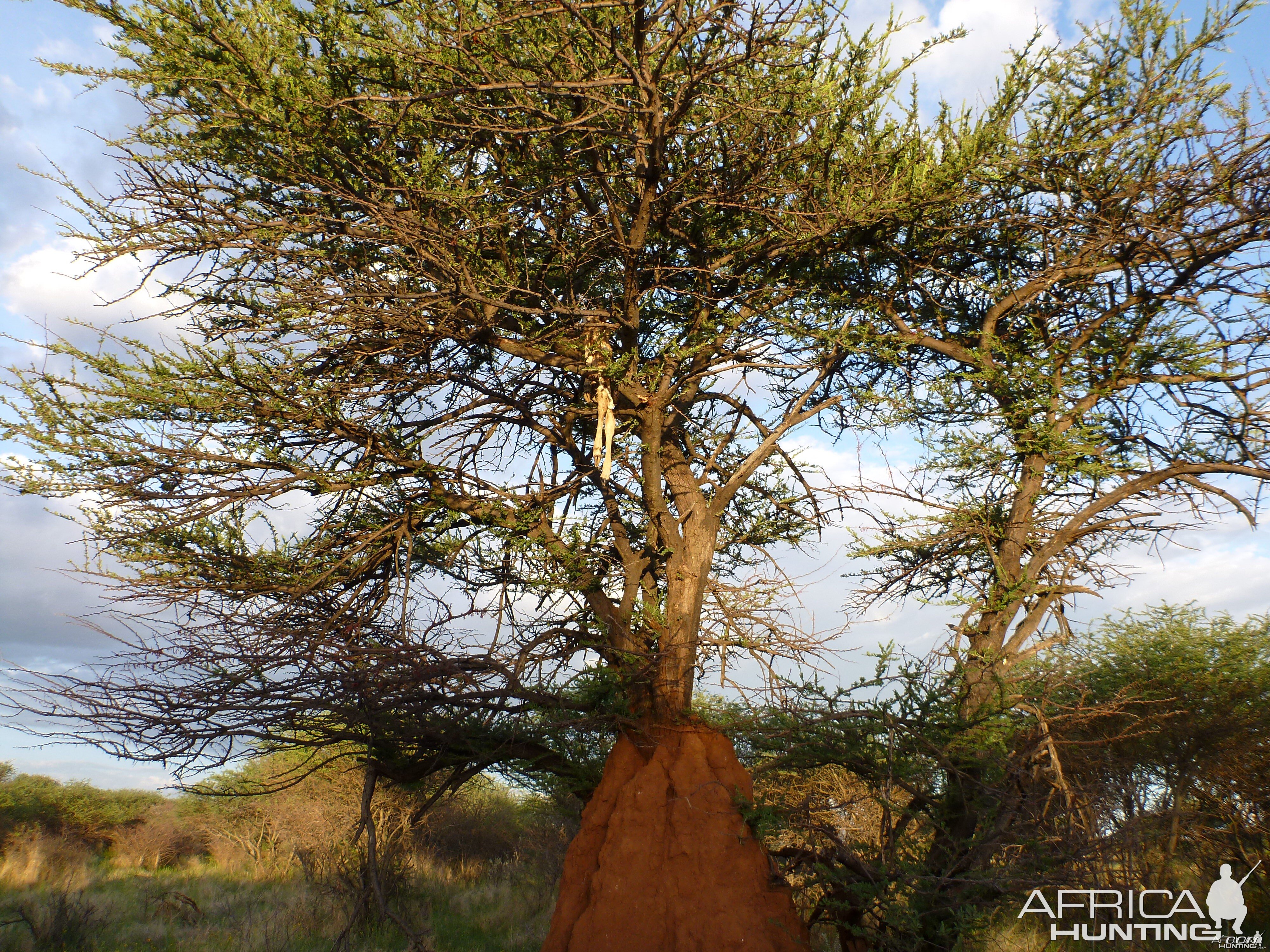 Leopard kill in tree Namibia