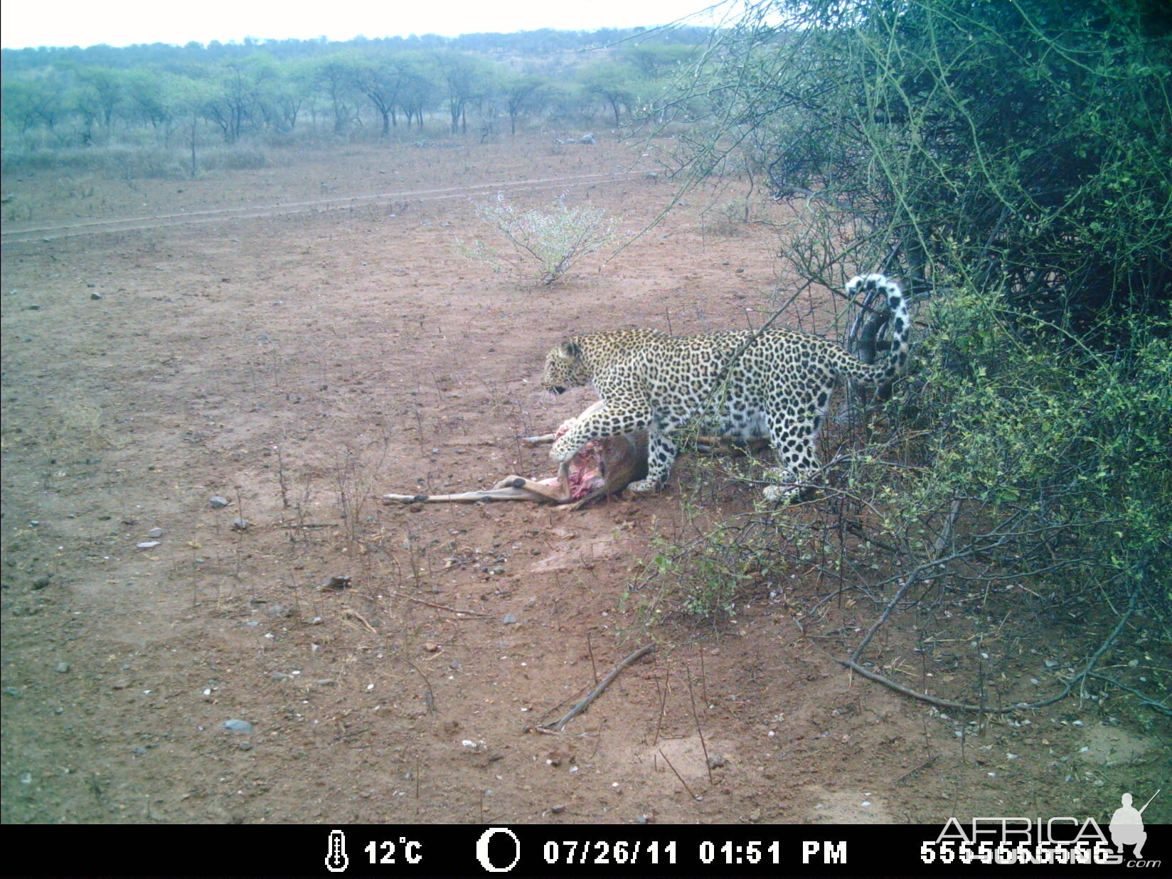 Leopard Kill