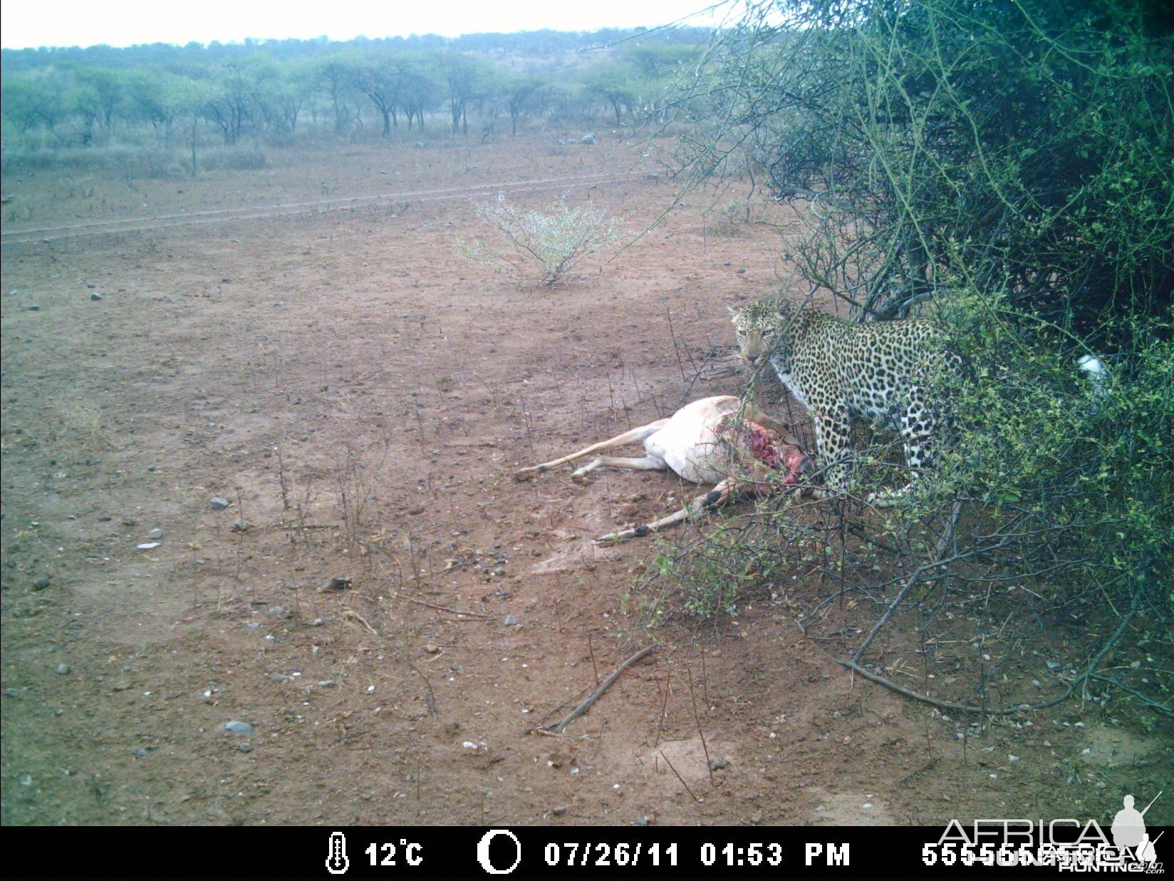 Leopard Kill