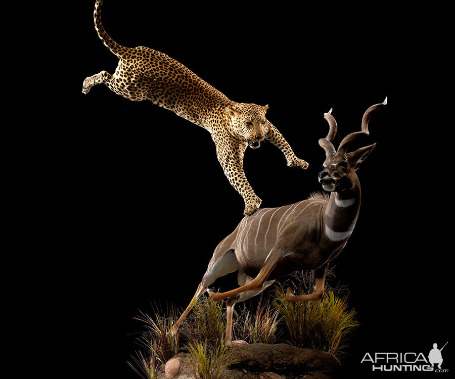 Leopard & Lesser Kudu Full Mount Taxidermy