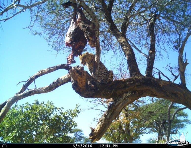 Leopard Nambia