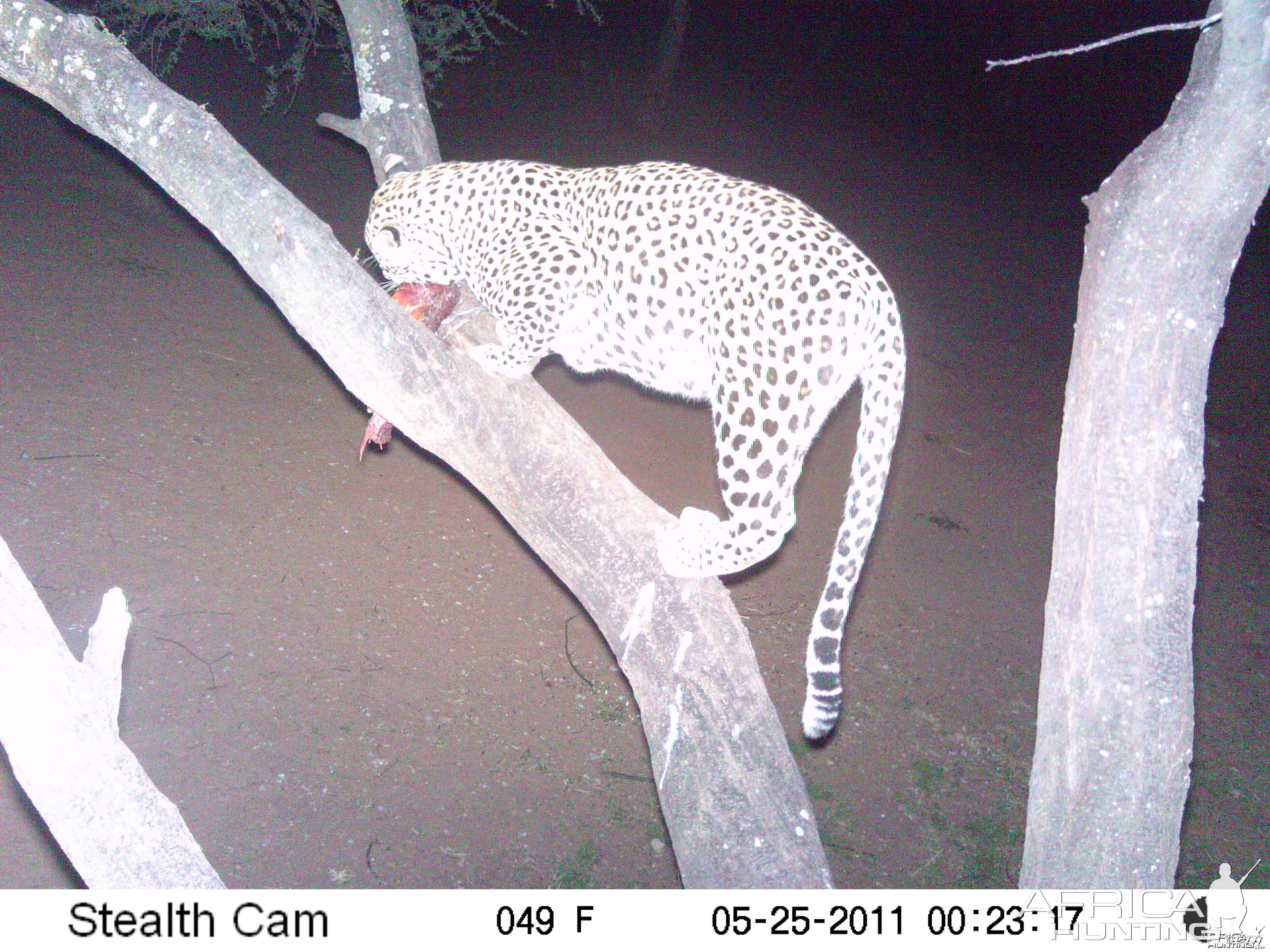 Leopard Namibia