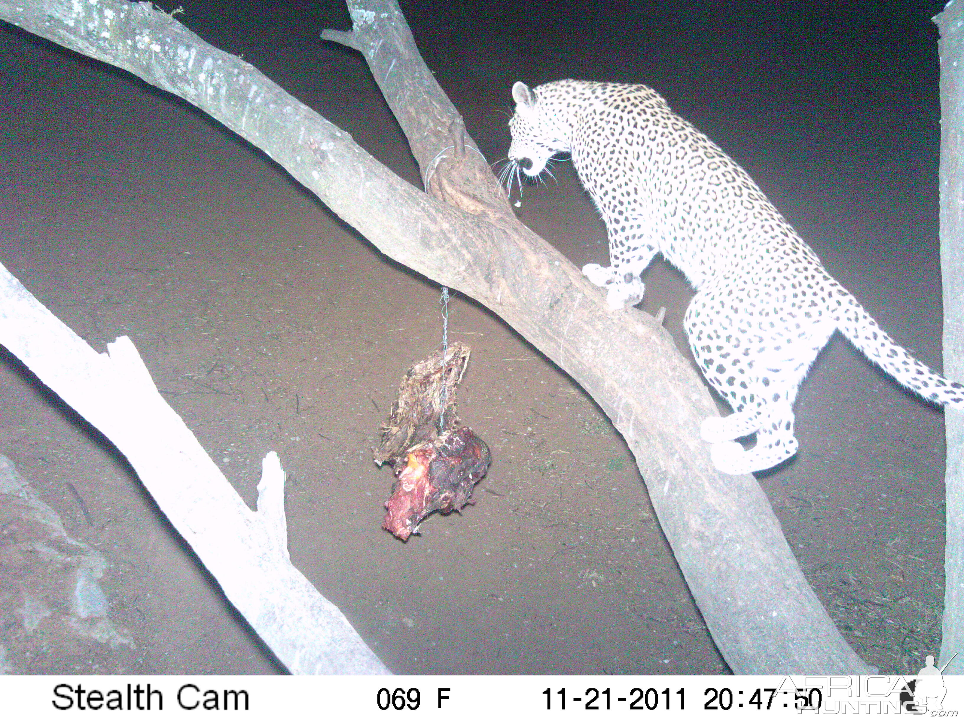 Leopard Namibia