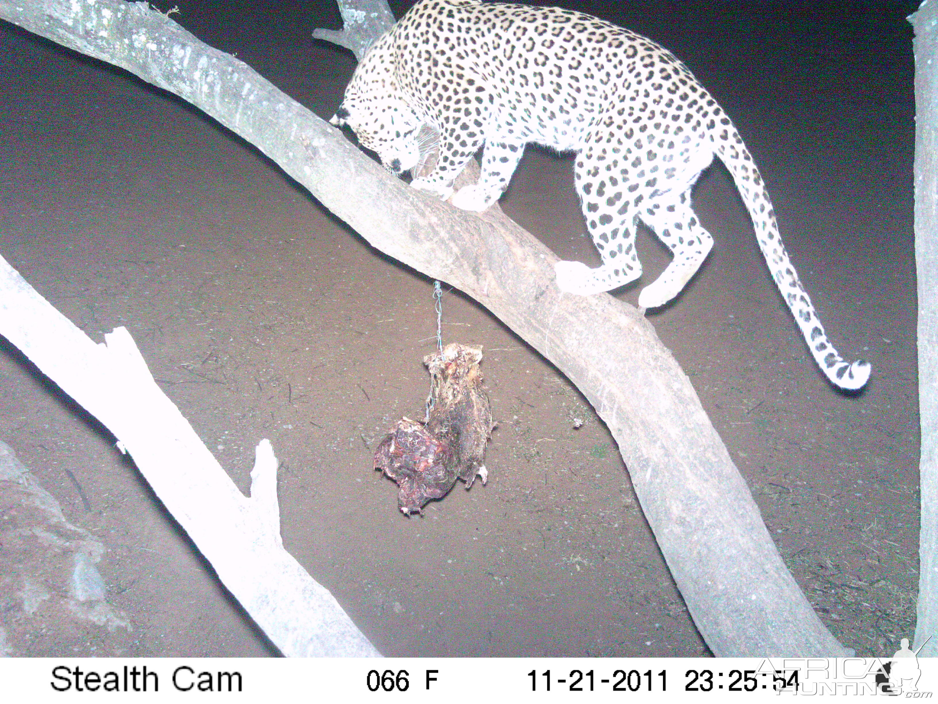 Leopard Namibia