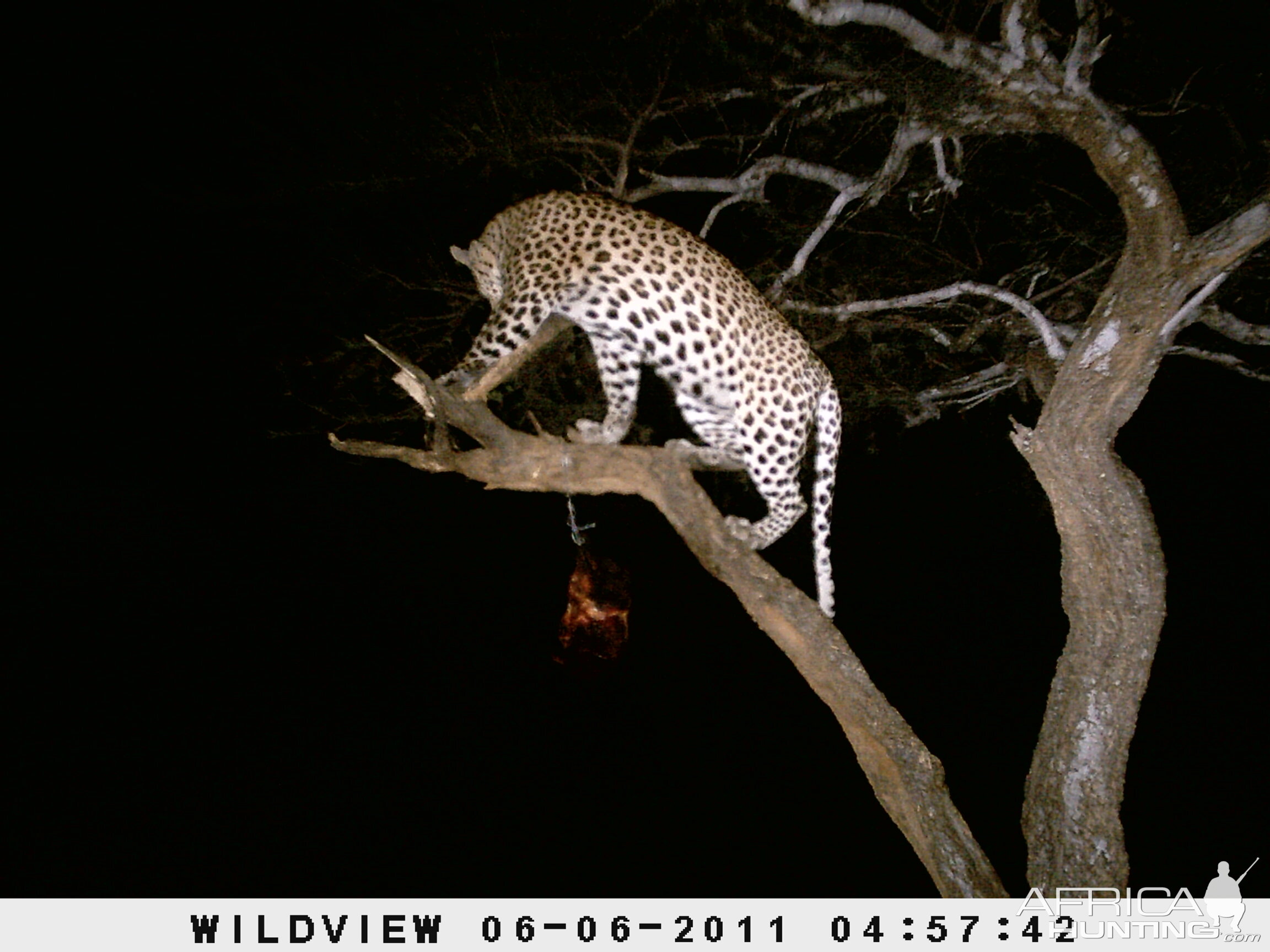 Leopard Namibia