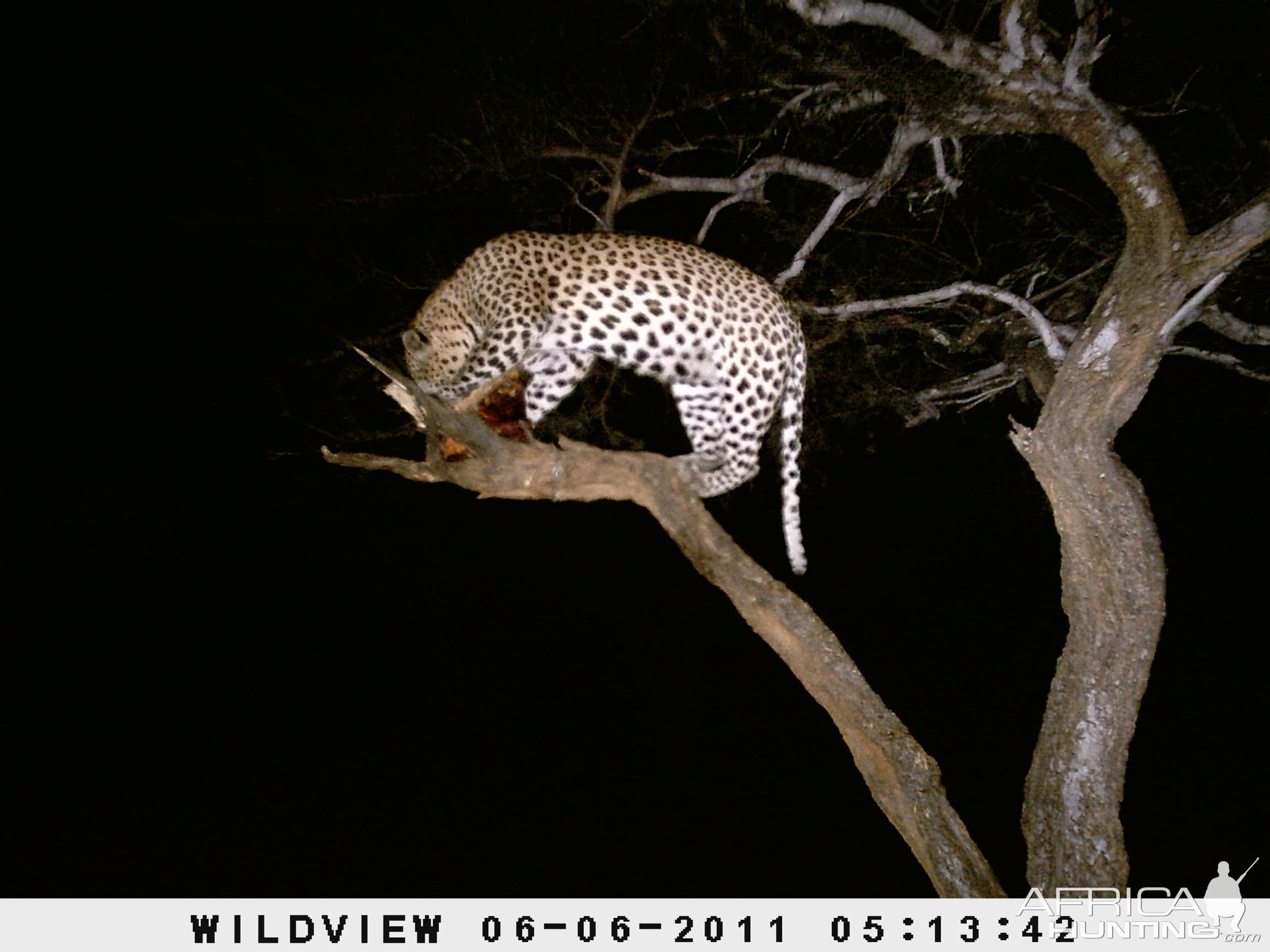 Leopard Namibia