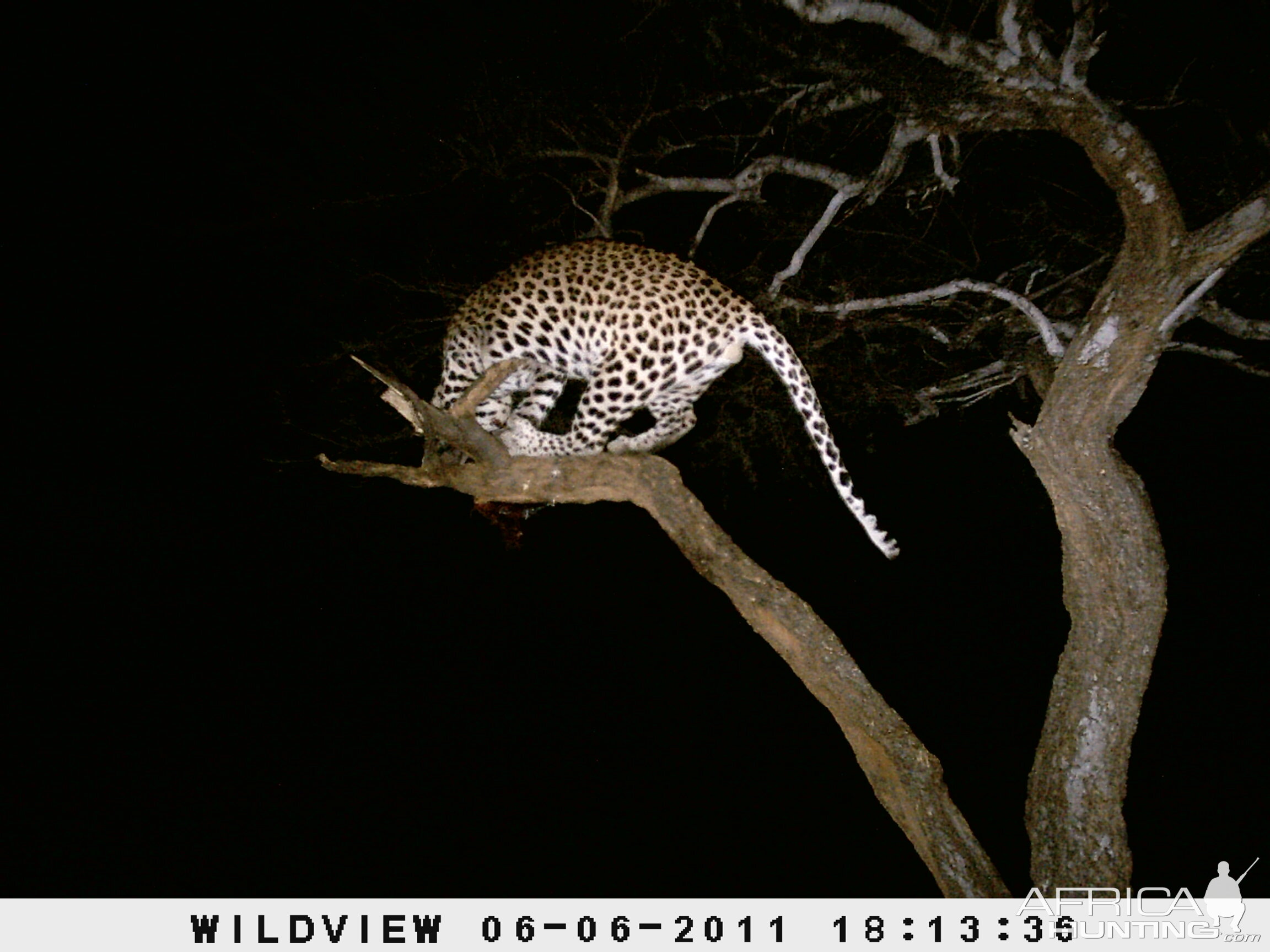 Leopard Namibia