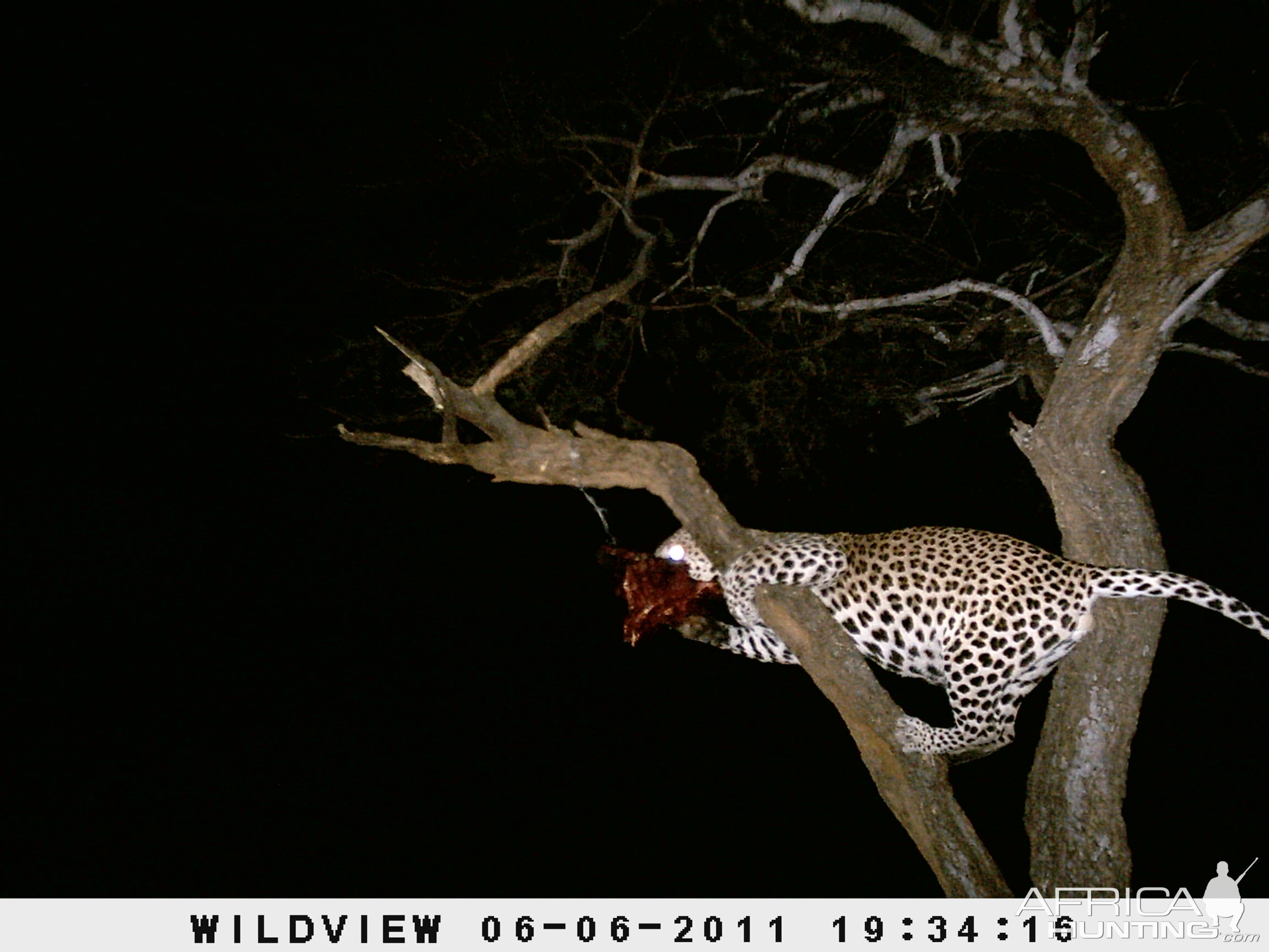 Leopard Namibia