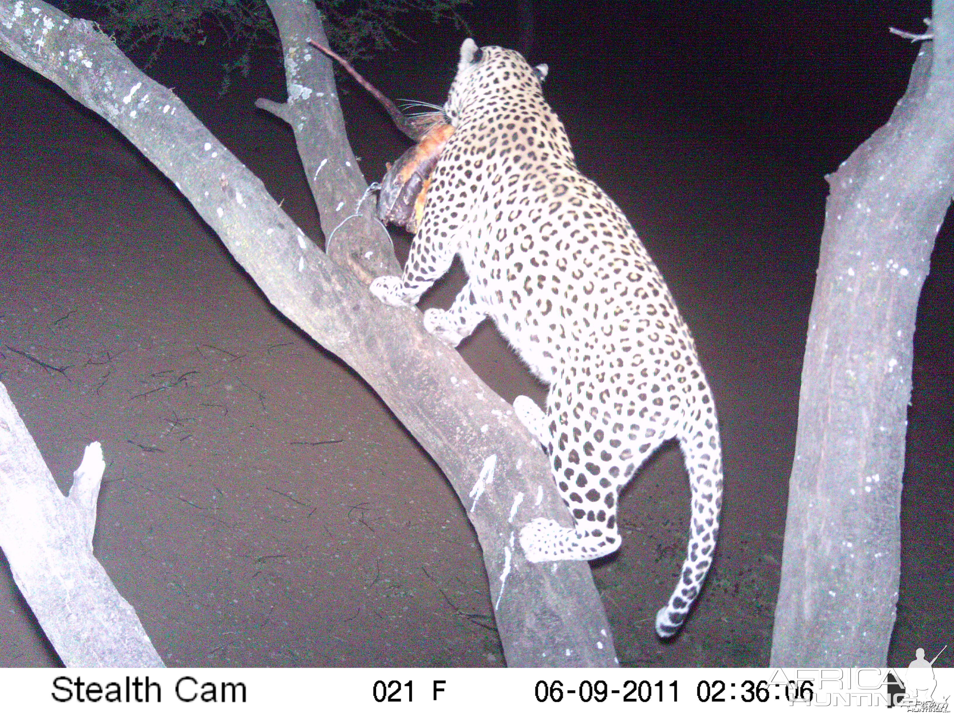 Leopard Namibia