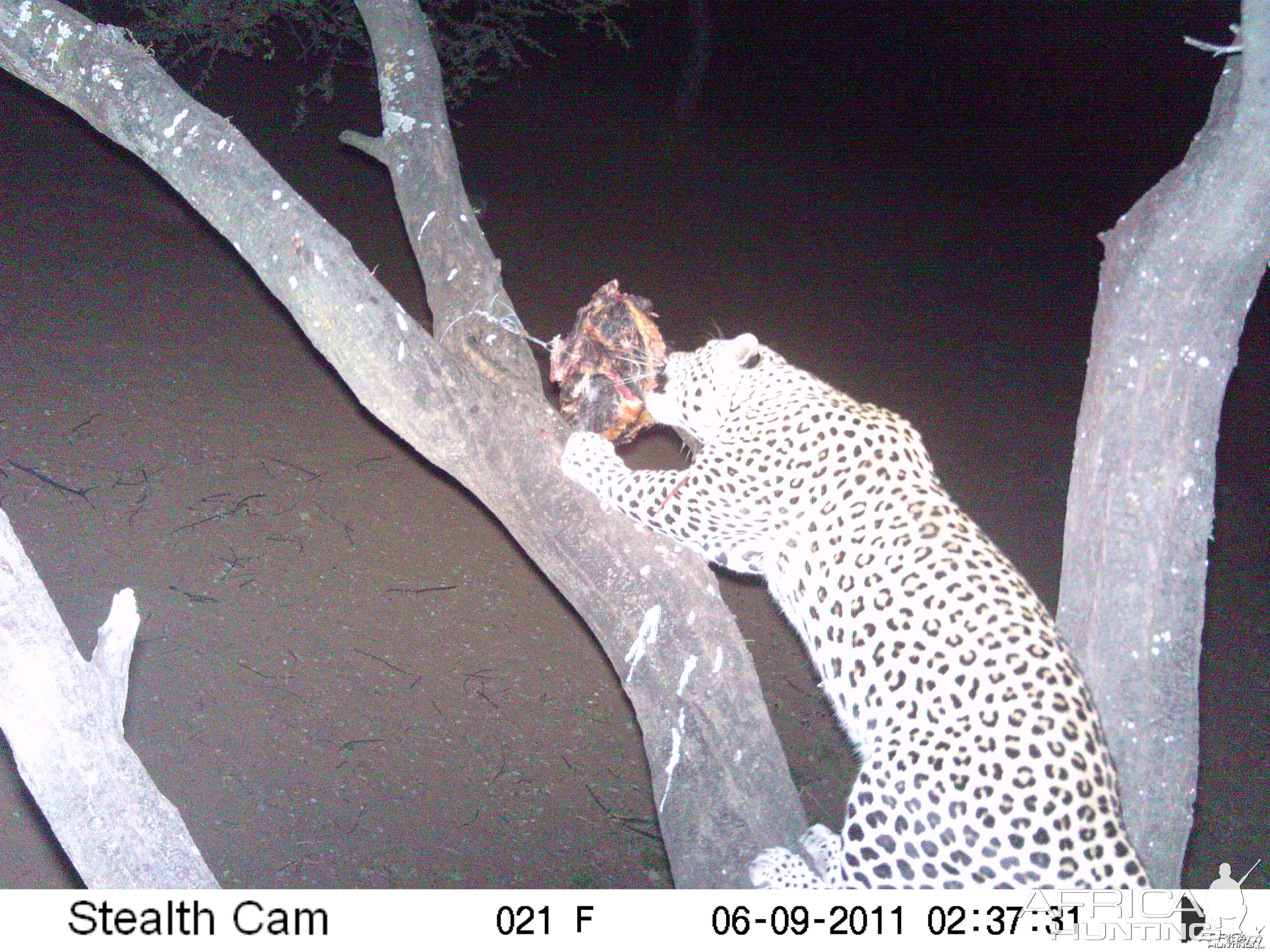 Leopard Namibia