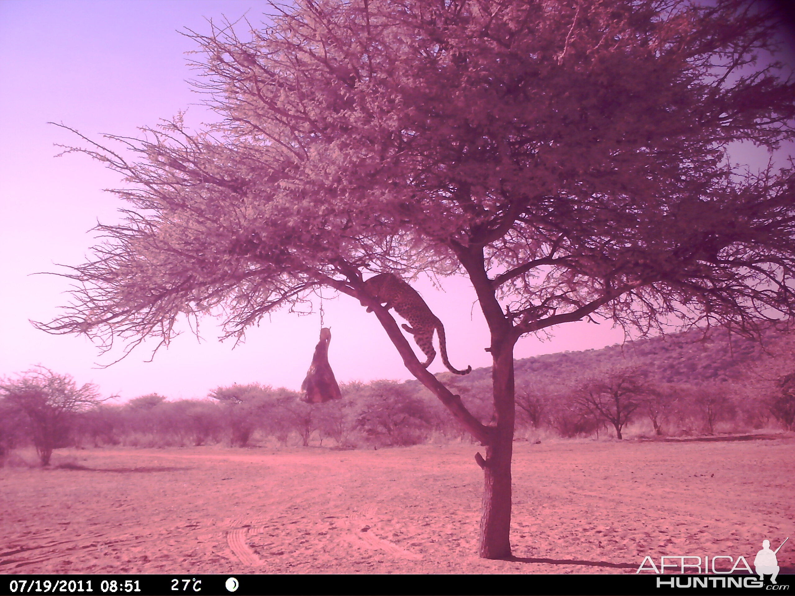 Leopard Namibia