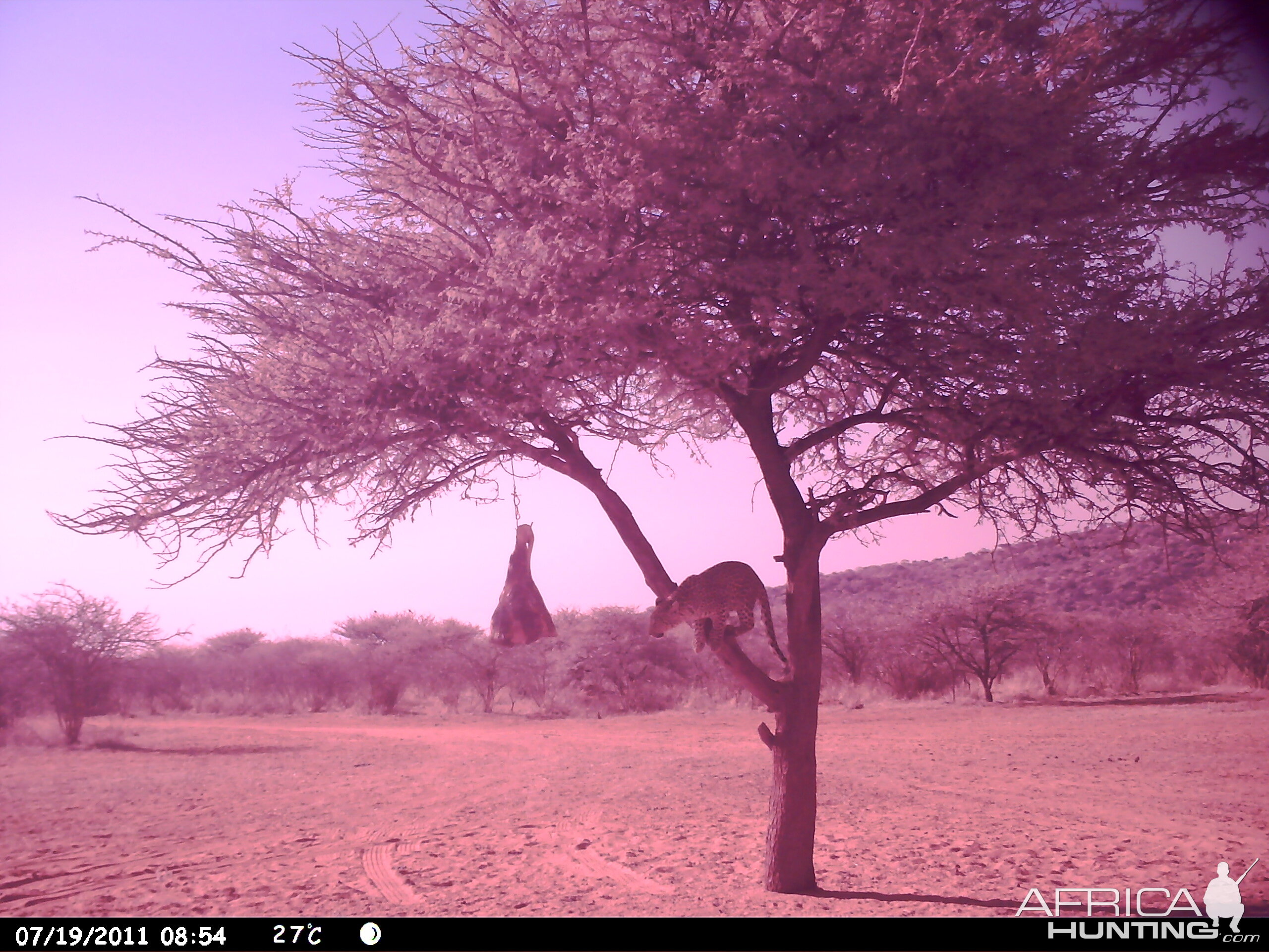 Leopard Namibia