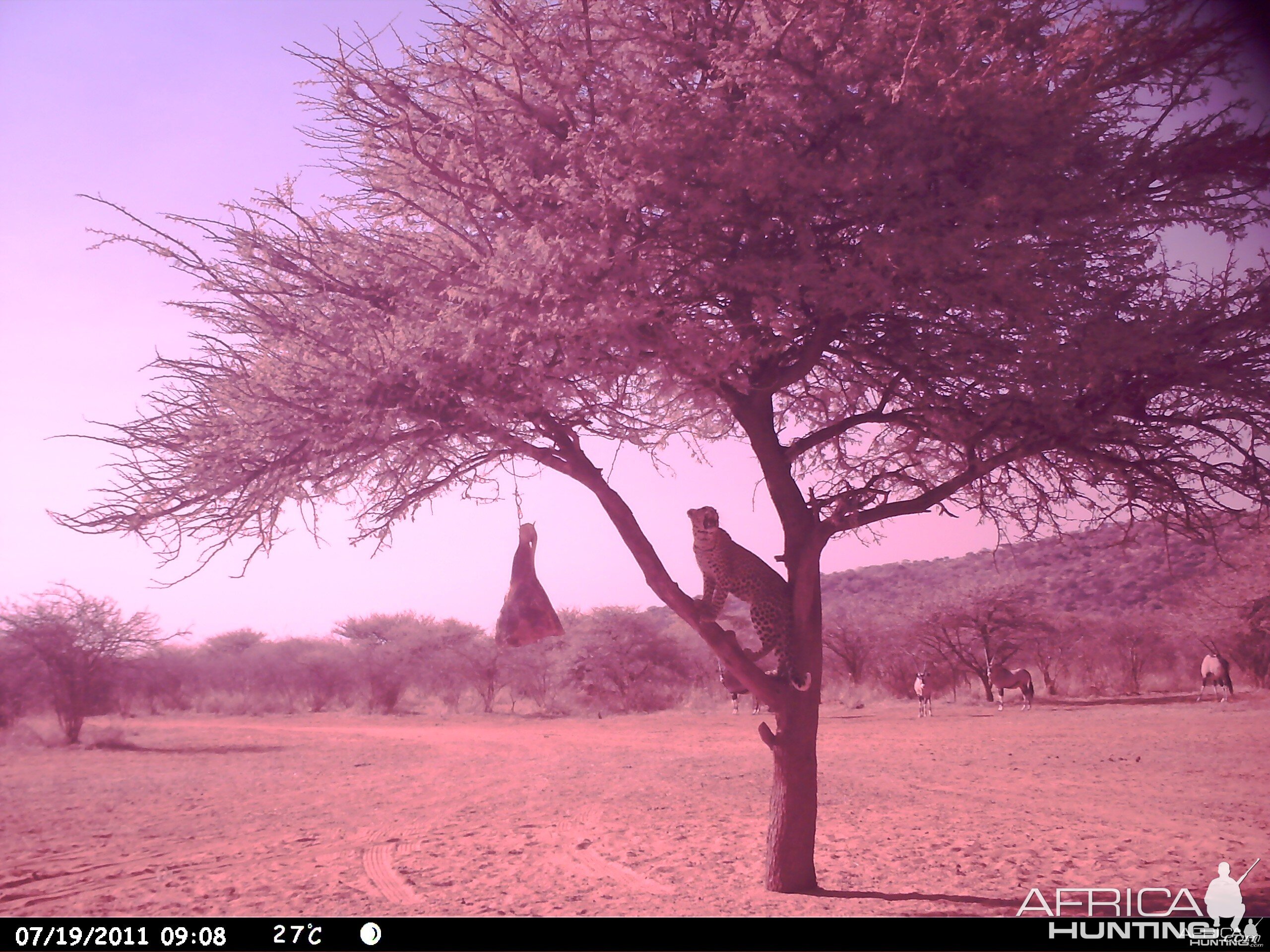 Leopard Namibia