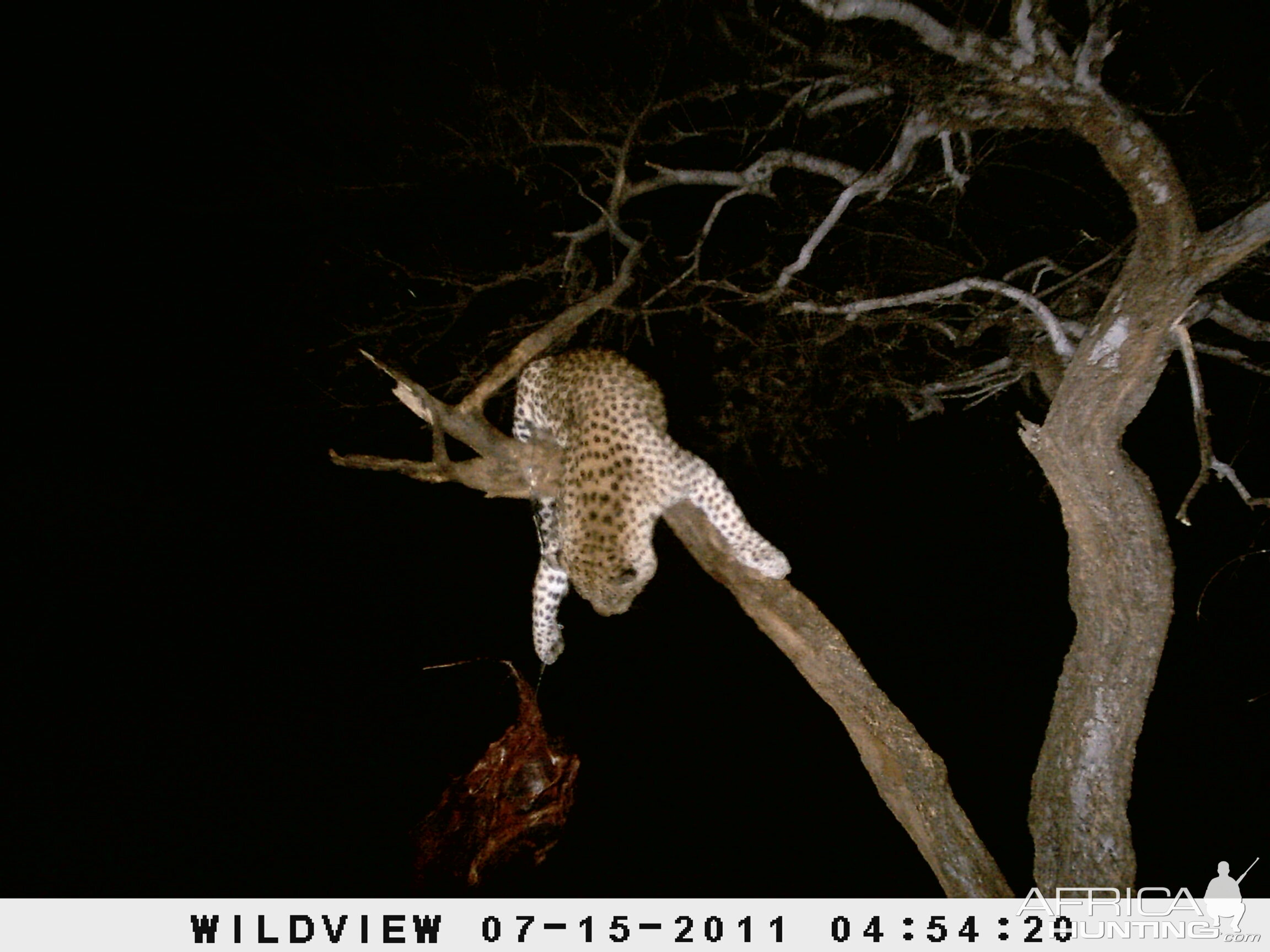 Leopard Namibia