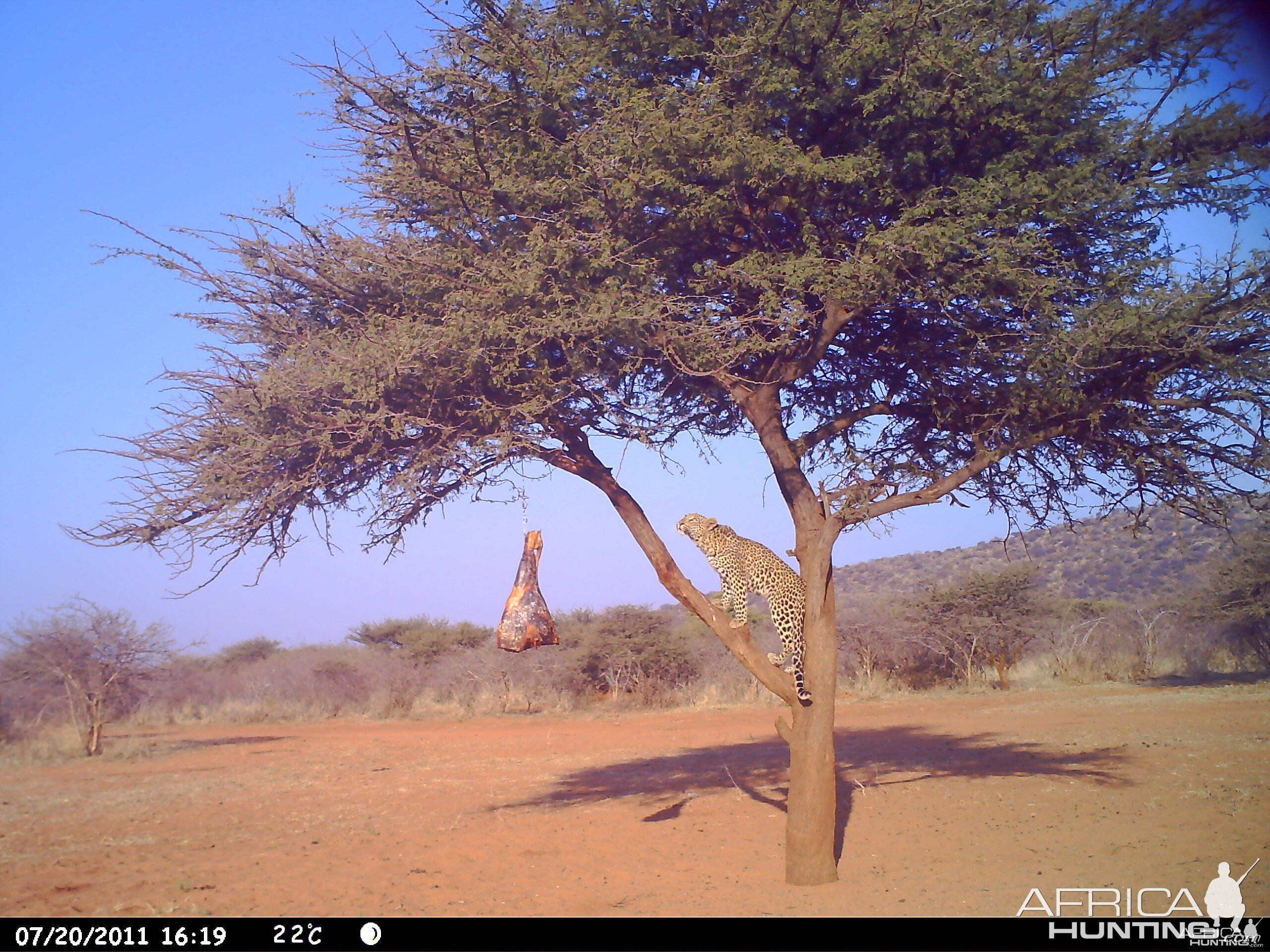 Leopard Namibia