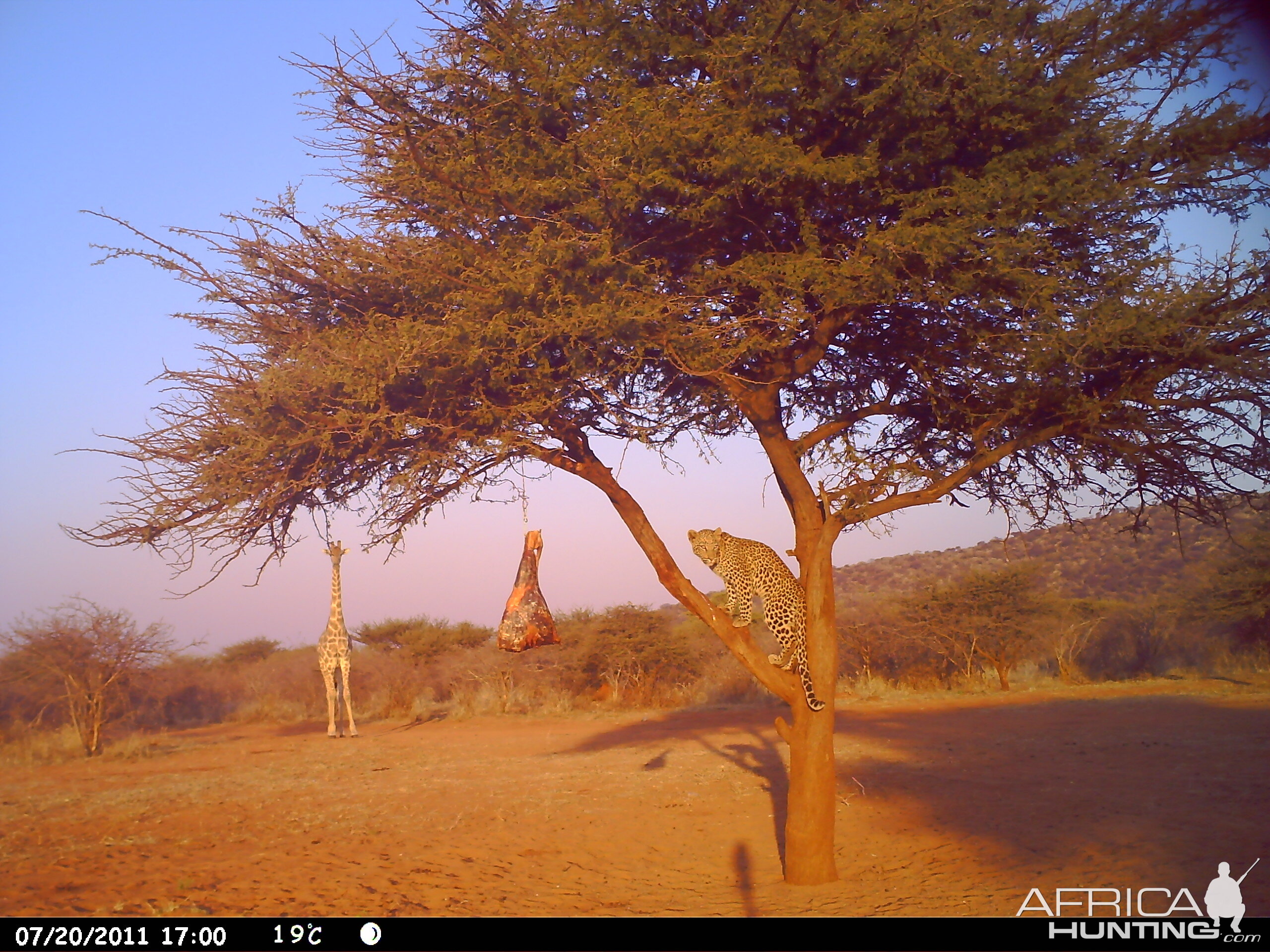 Leopard Namibia