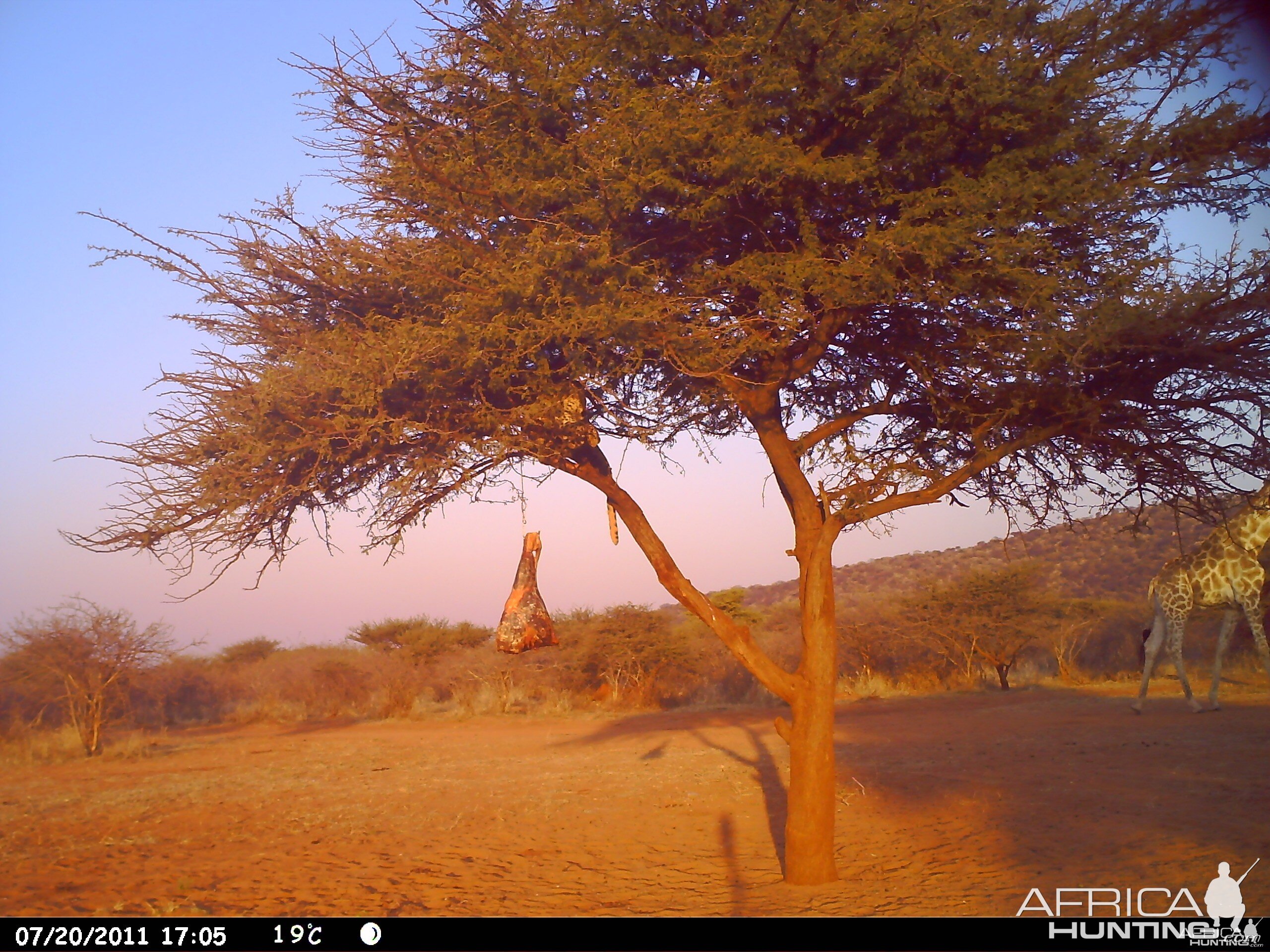 Leopard Namibia