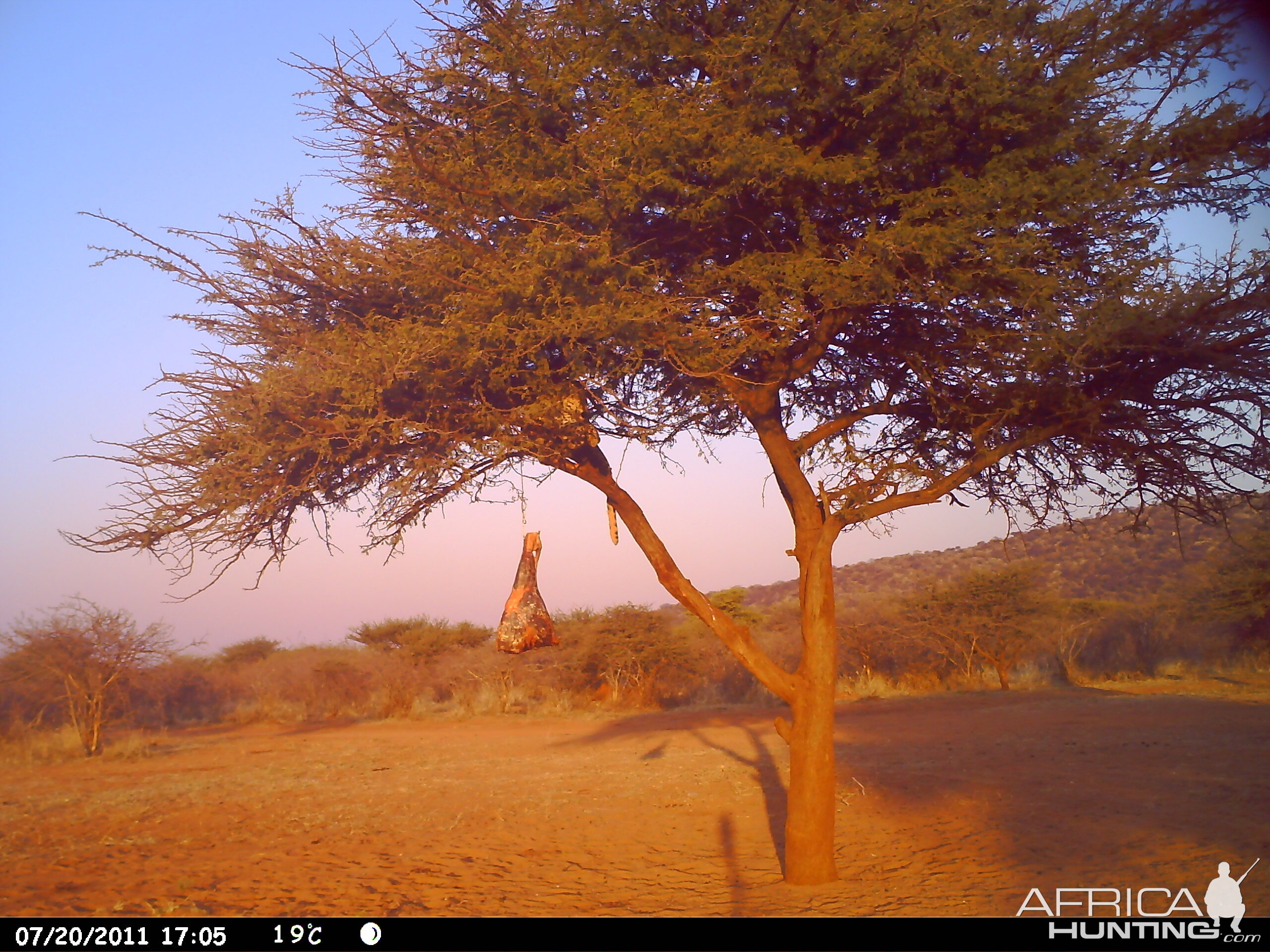 Leopard Namibia