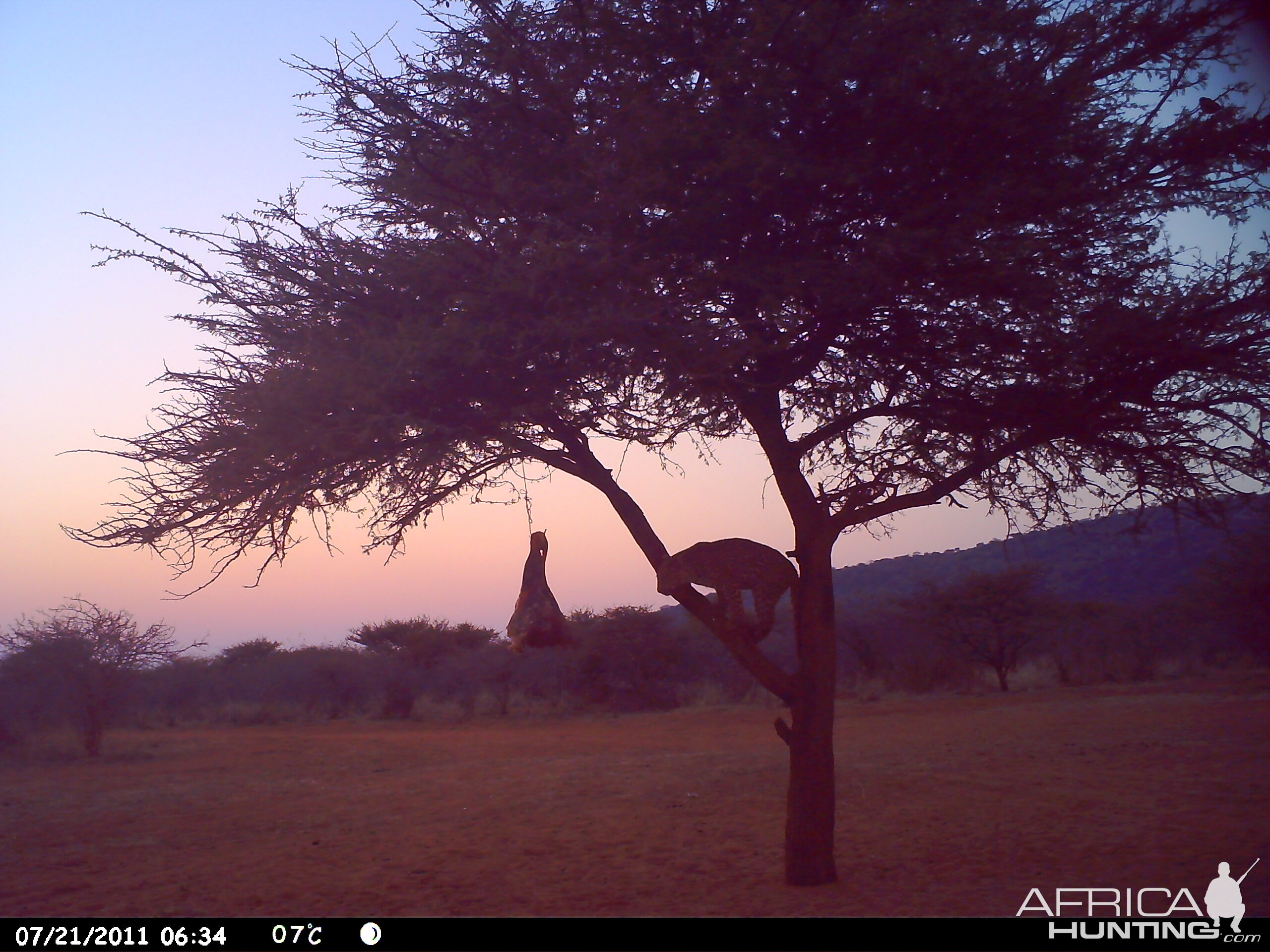 Leopard Namibia