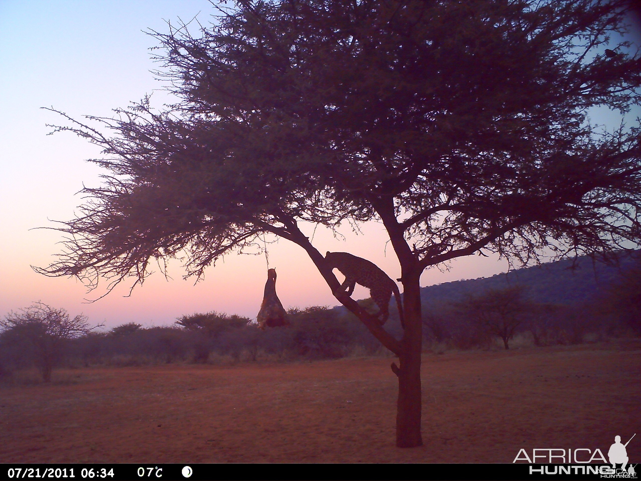 Leopard Namibia